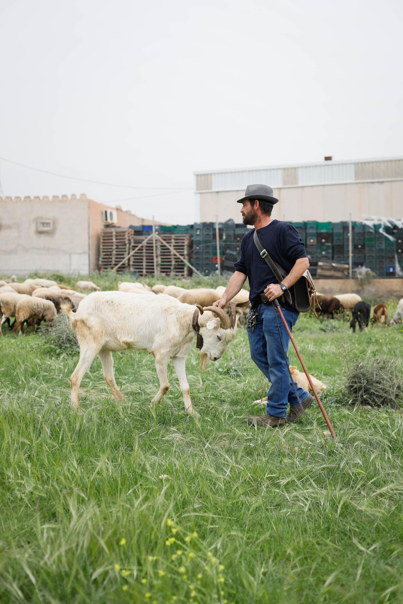 Galería de la Feria  de ganado en Tarambana