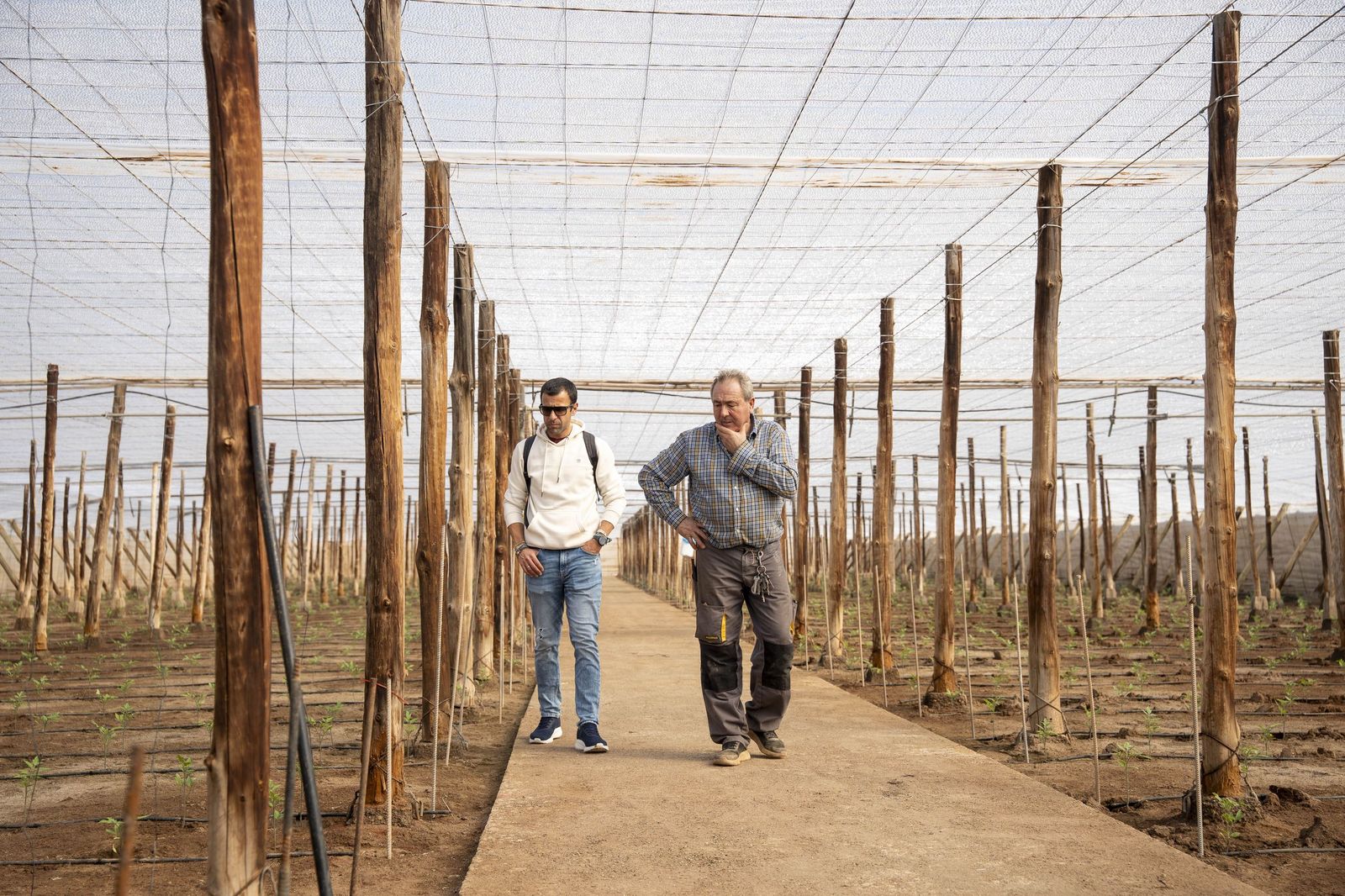 La primavera se planta en invierno entre sandías y tomates almerienses