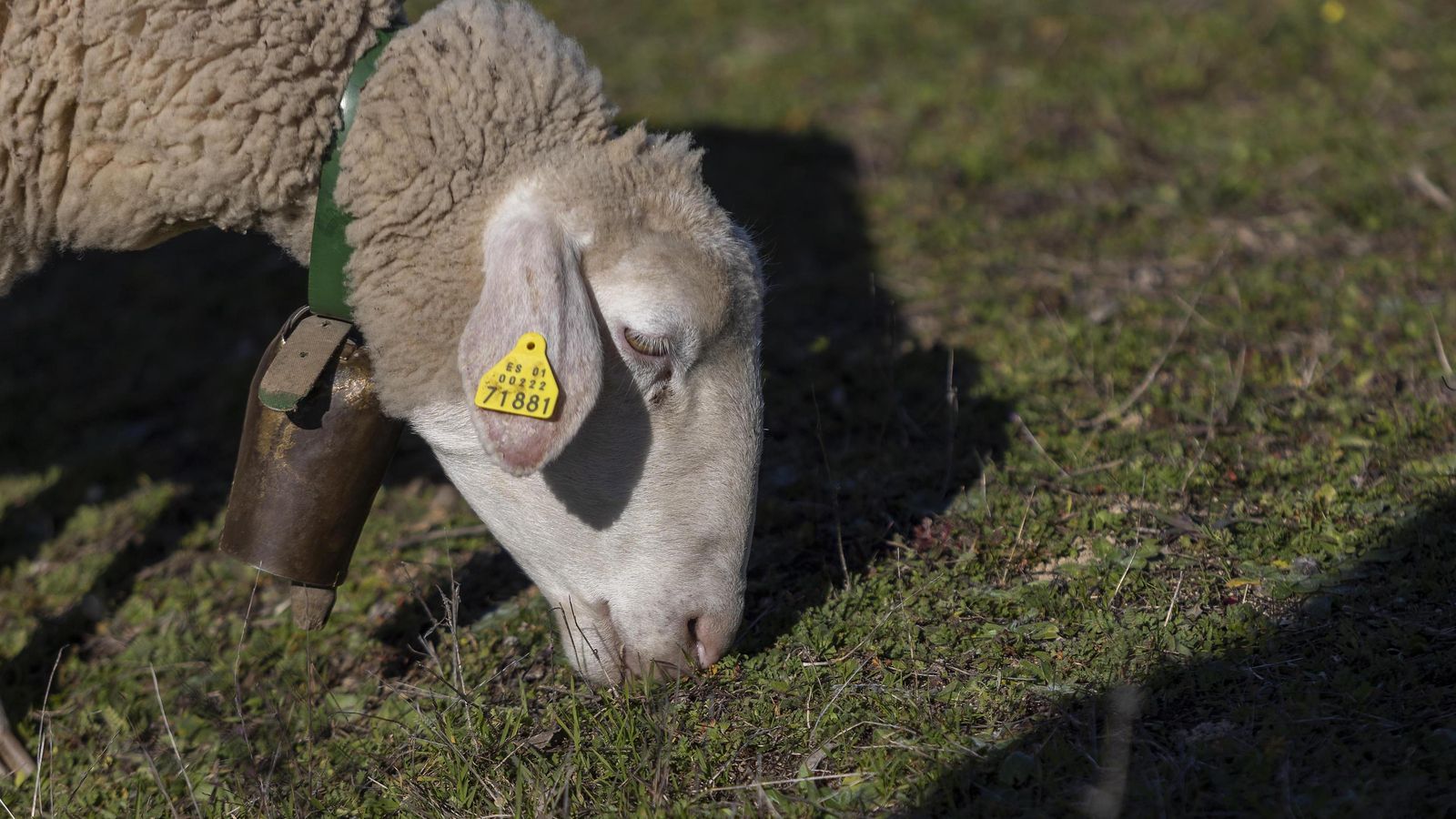 Una oveja pastando, ejemplo de ganadería extensiva.