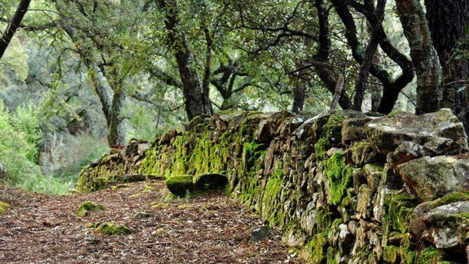 Ruta circular por Almonaster La Real