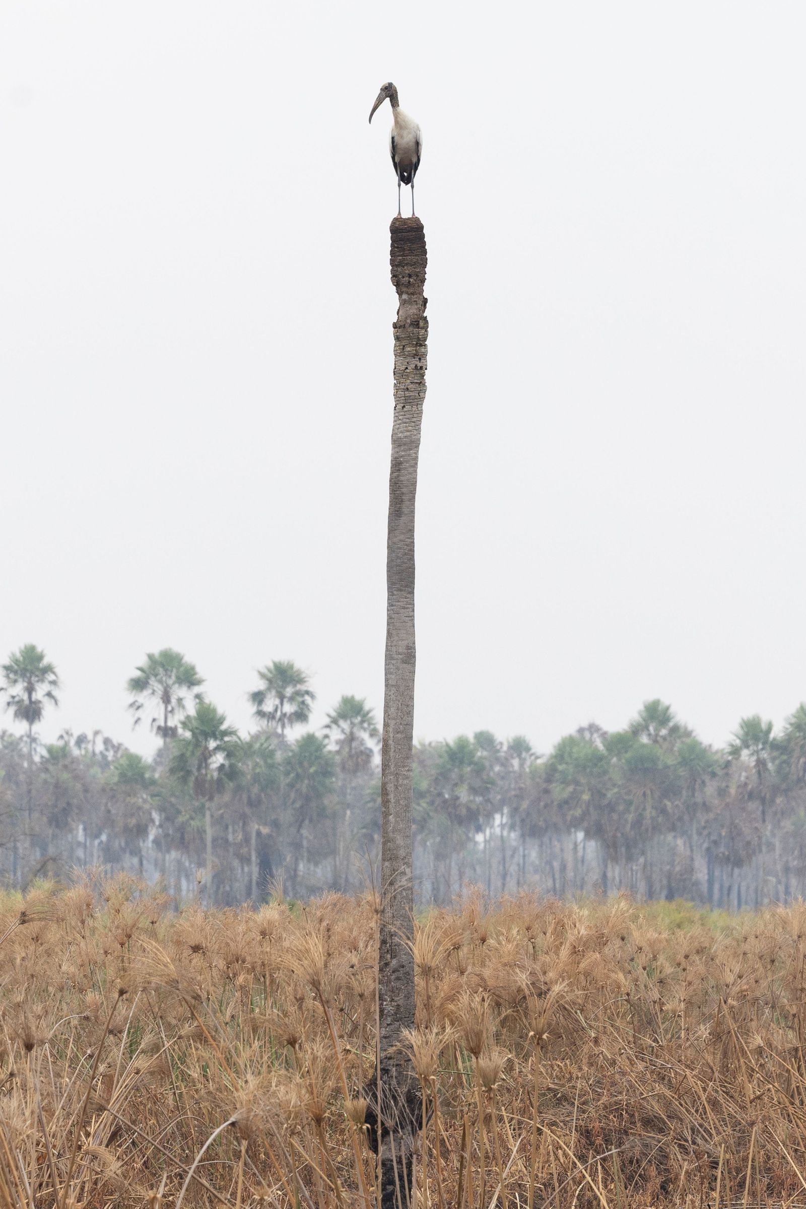 Las llamas convierten en una tumba al aire libre El Pantanal en Brasil