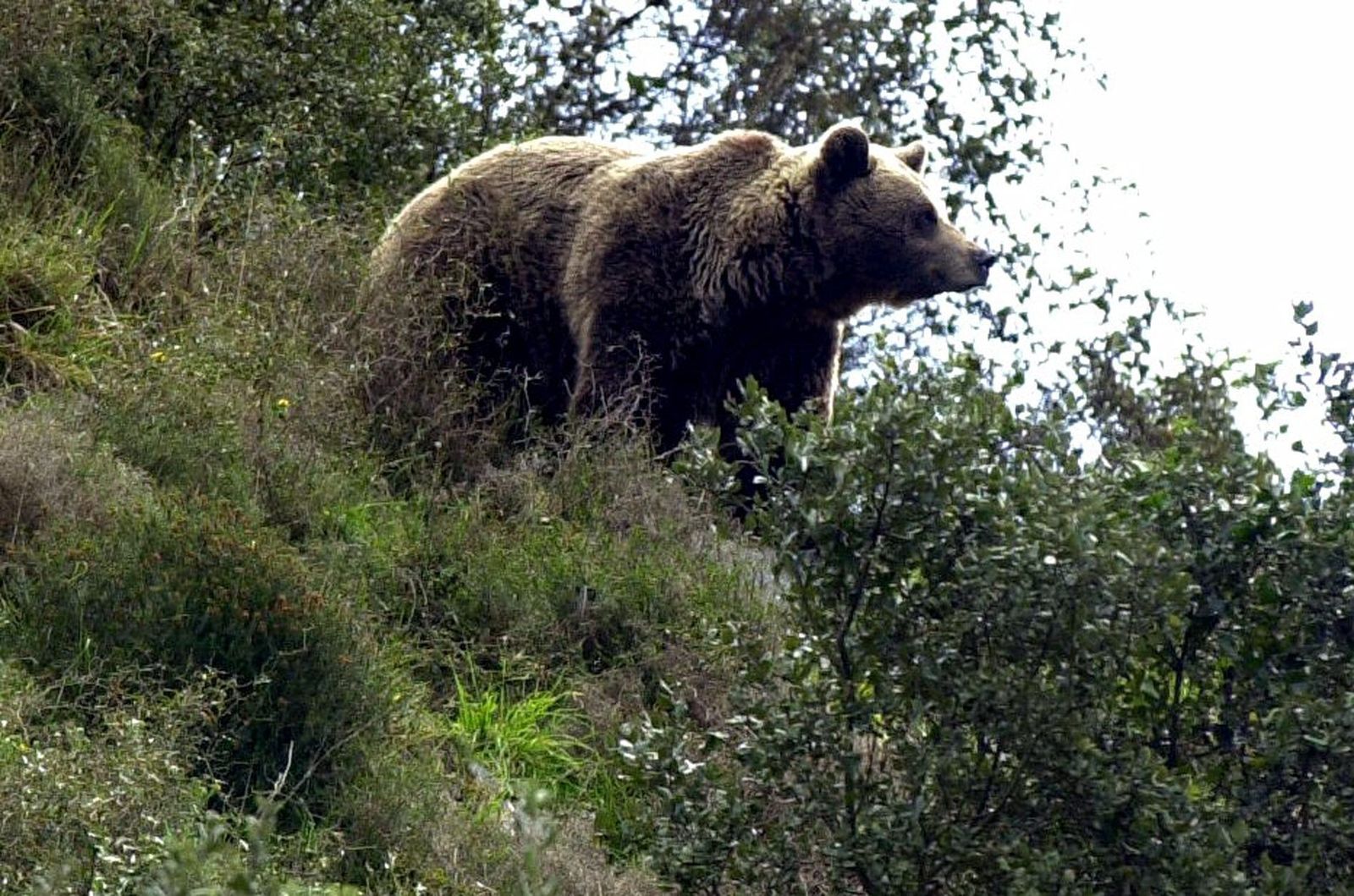 Imagen de archivo del oso pardo cantábrico.