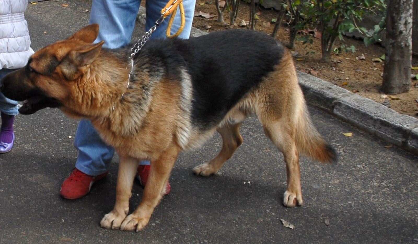Un ejemplar de pastor alemán.
