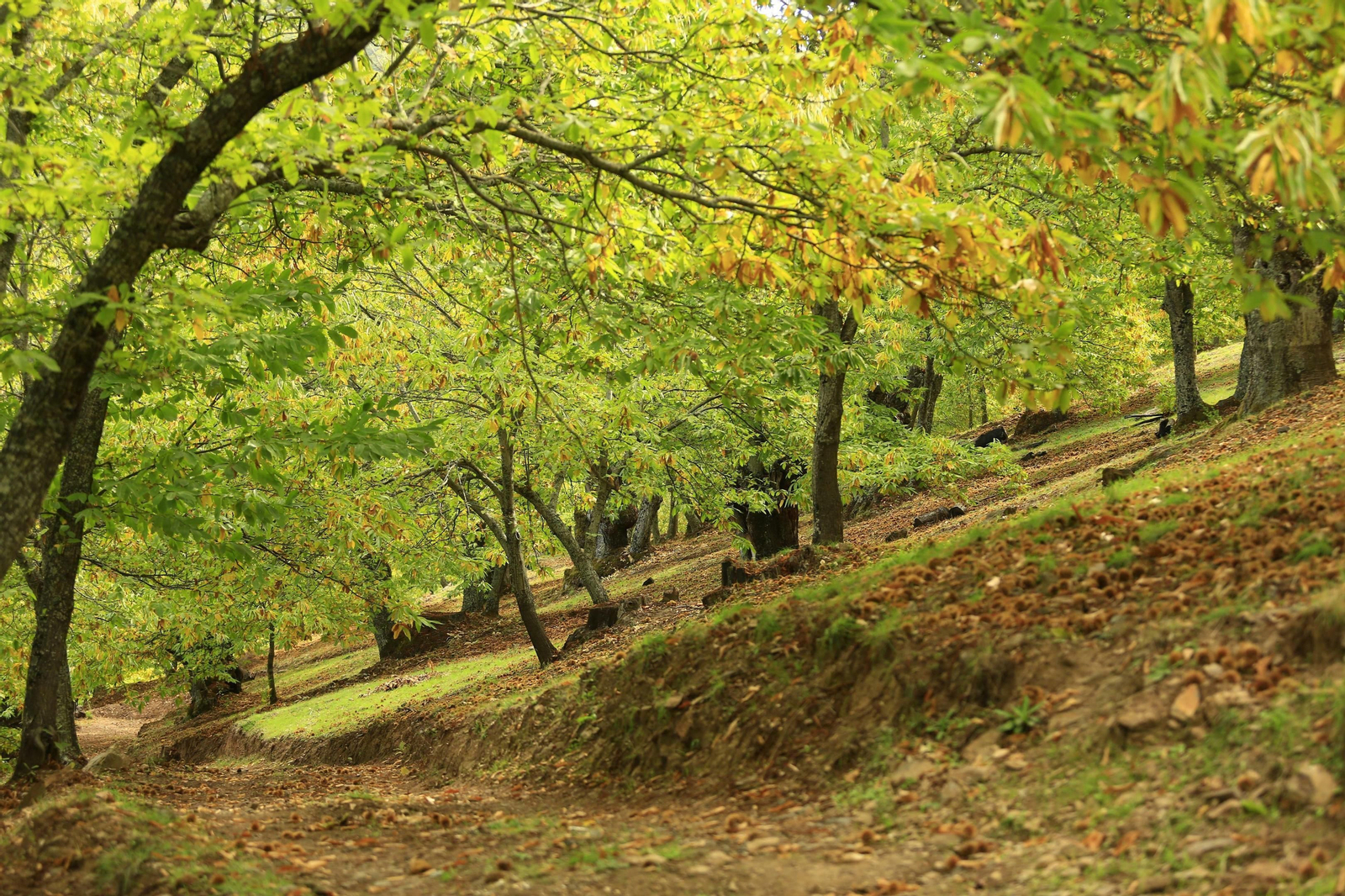 Fotos del Bosque de Cobre en el Valle del Genal.