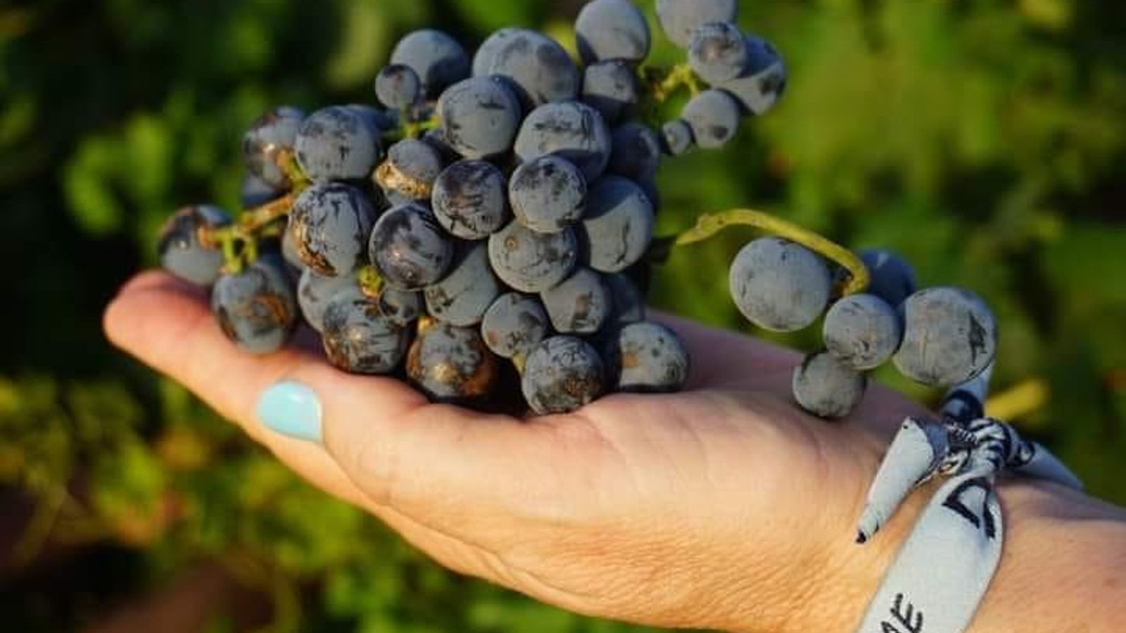 La exquisita uva tintilla.