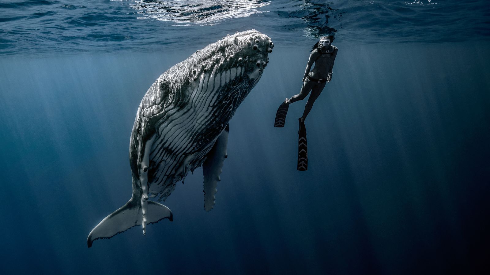 Ai, buceando junto a una ballena.