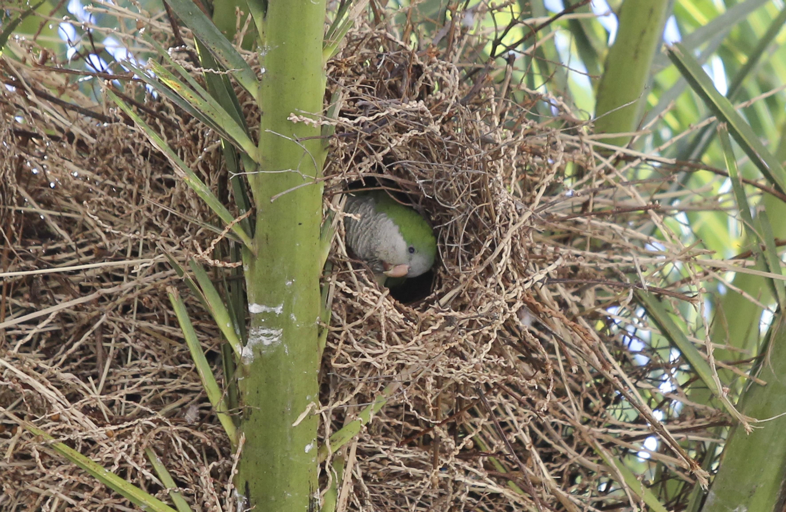 Una cotorra dentro de su nido en una palmera de la Alameda de Colón.