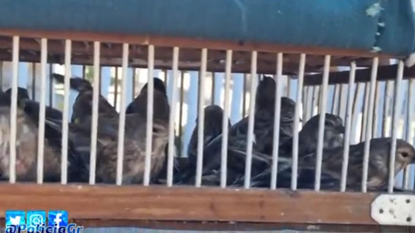 La Policía Local de Granada sorprende a dos individuos cazando aves protegidas