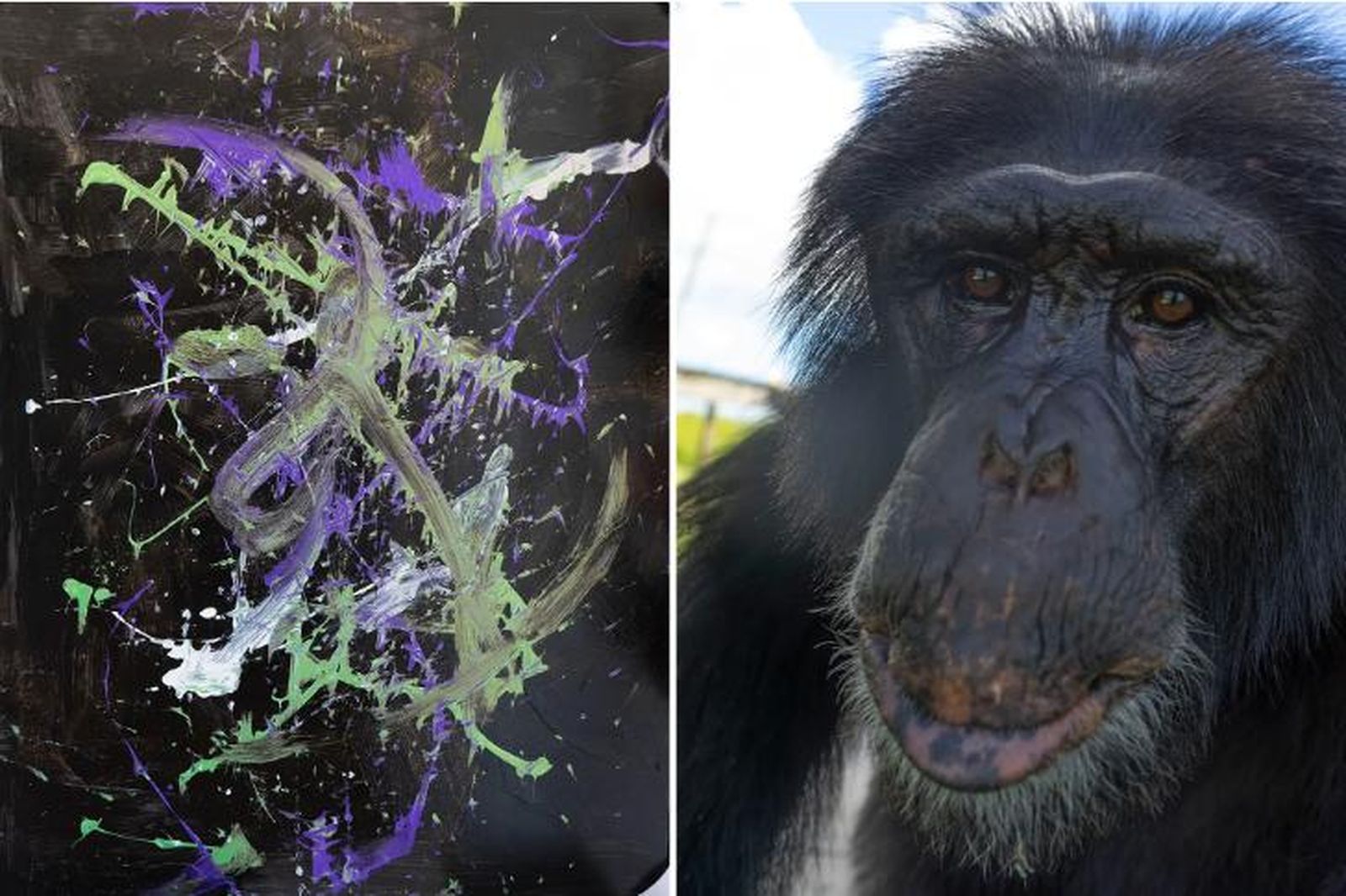 Una exposición presenta por primera vez cuadros pintados por chimpancés