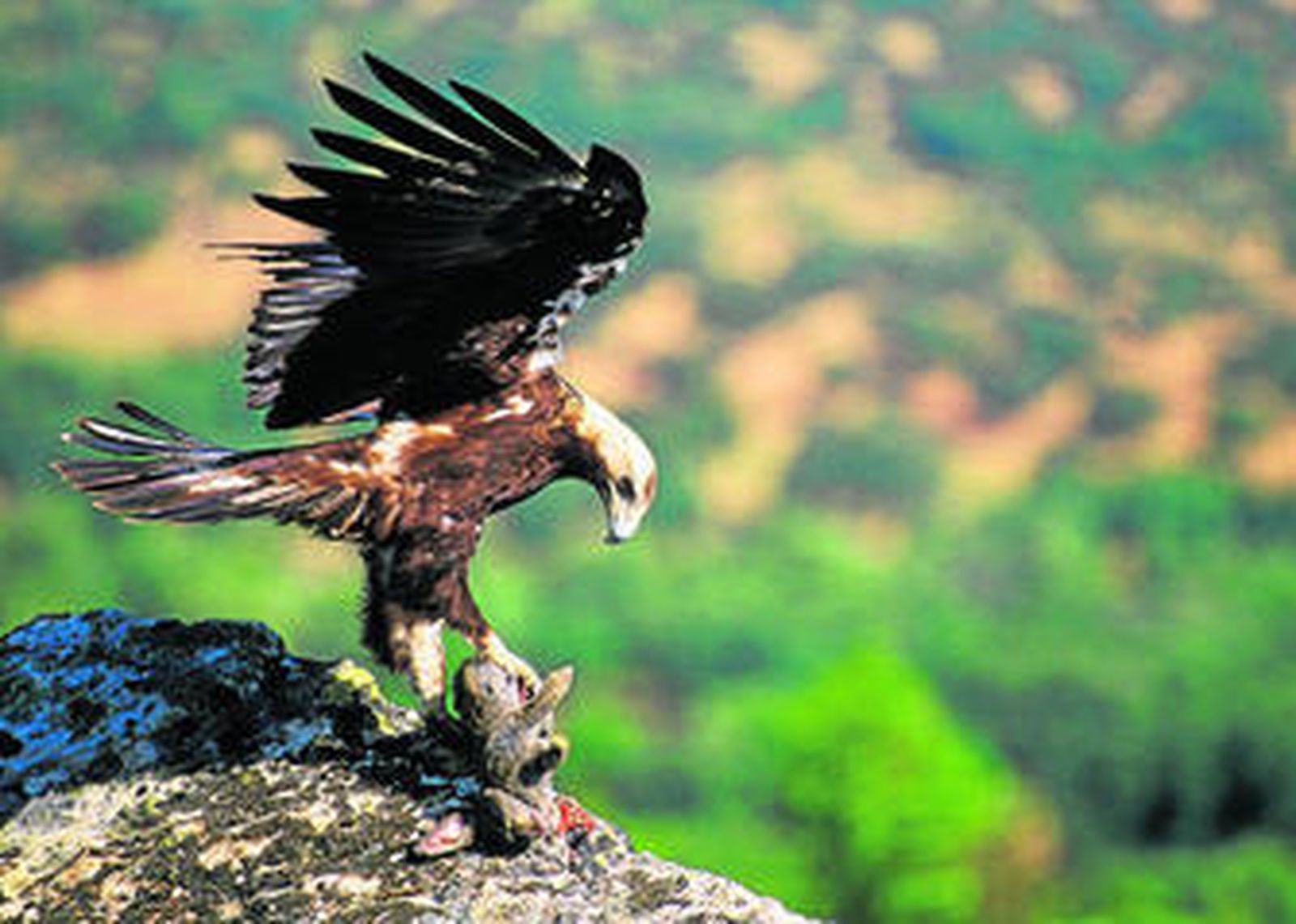 La población de águila imperial ibérica se recupera con 23 parejas nidificantes