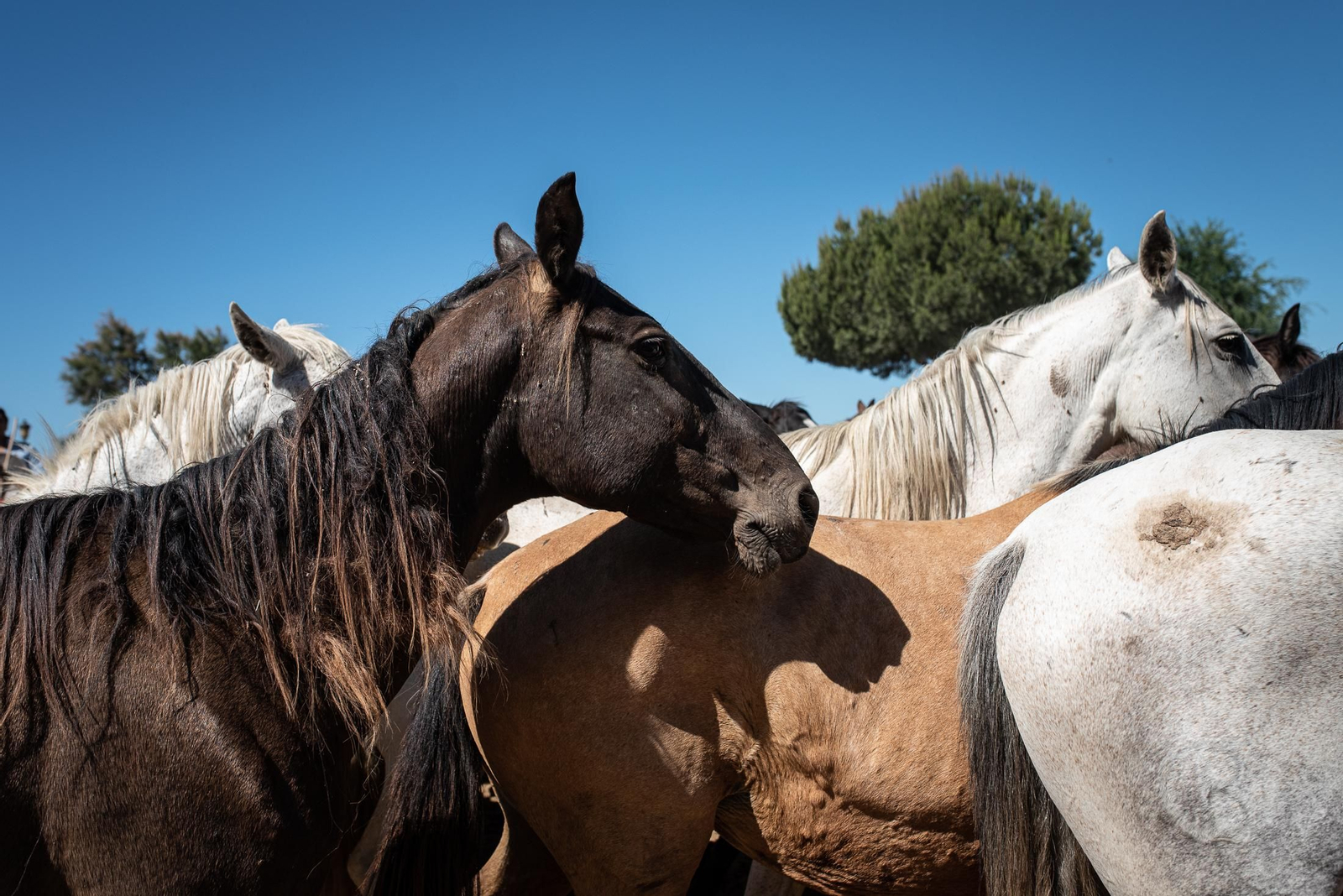 Imágenes de la Saca de las Yeguas a su paso por El Rocío