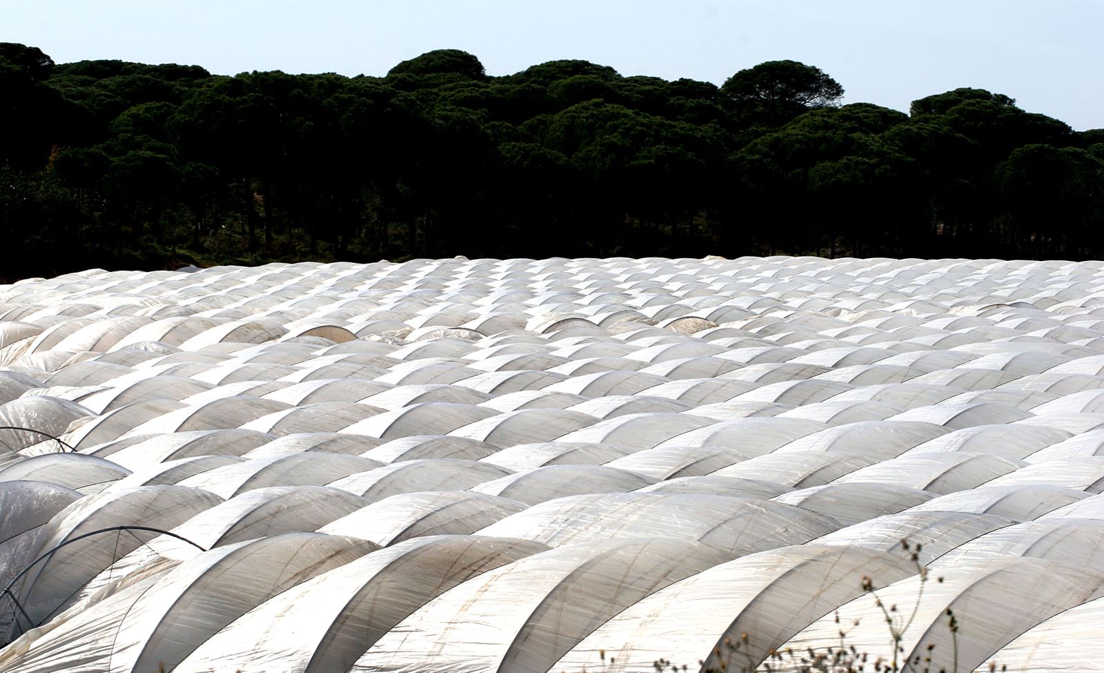 Cultivo de frutos rojos bajo plástico en la zona del Condado onubense.