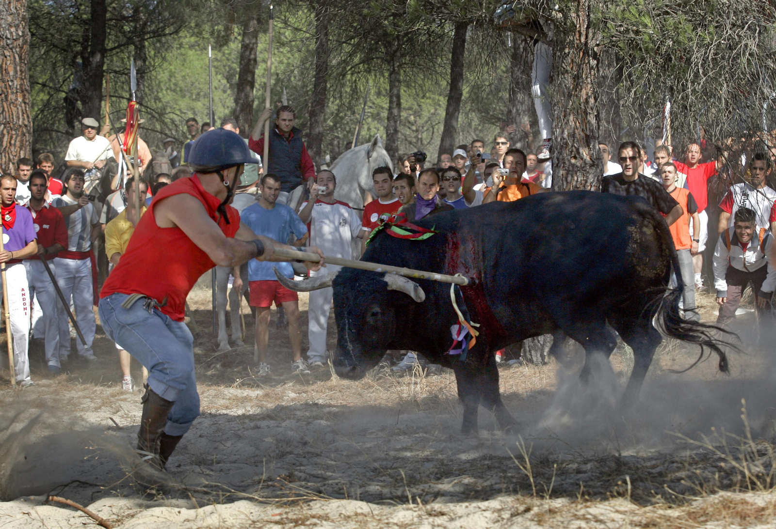Podemos Valladolid tilda de "vergonzoso" que la Junta autorizara volver a un Toro de la Vega "con heridas"