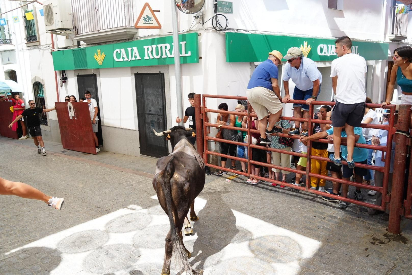 El primer encierro de vaquillas en El Viso, en imágenes