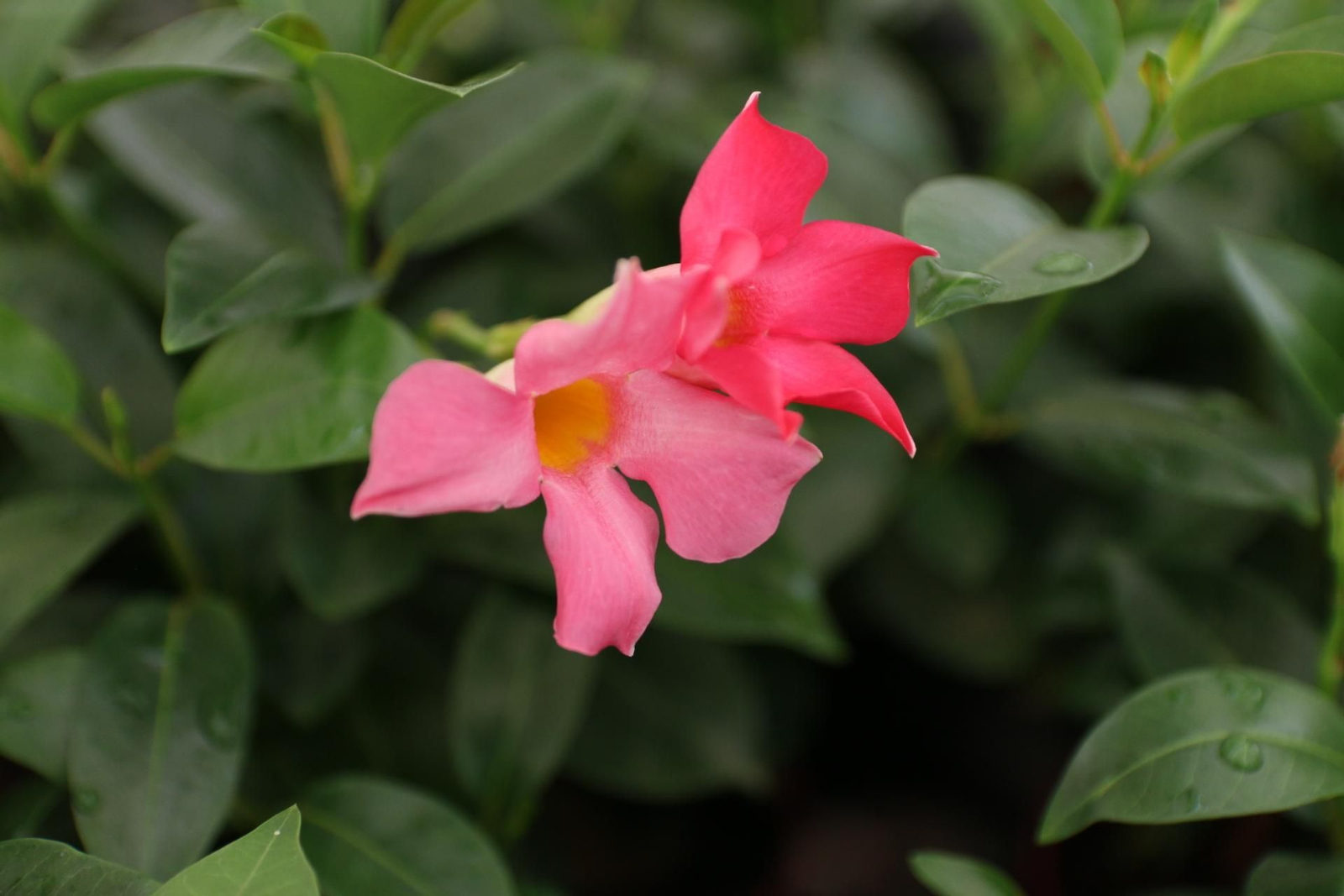 Imágenes de la venta de planta planta ornamental y flor cortada de Vícar