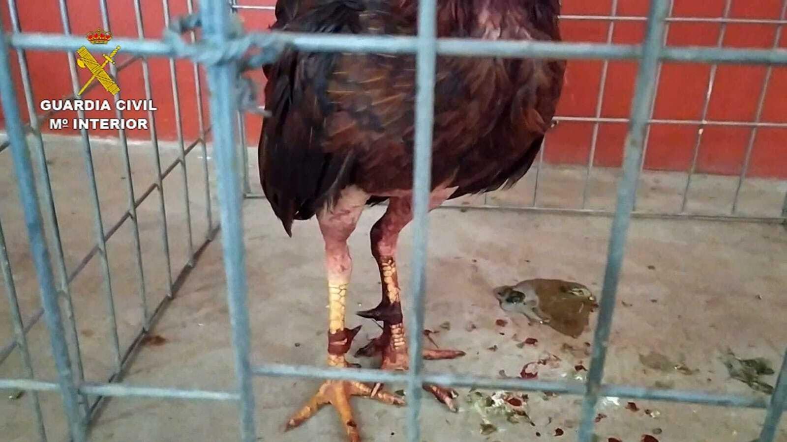 Uno de los gallos recuperados por la Guardia Civil.