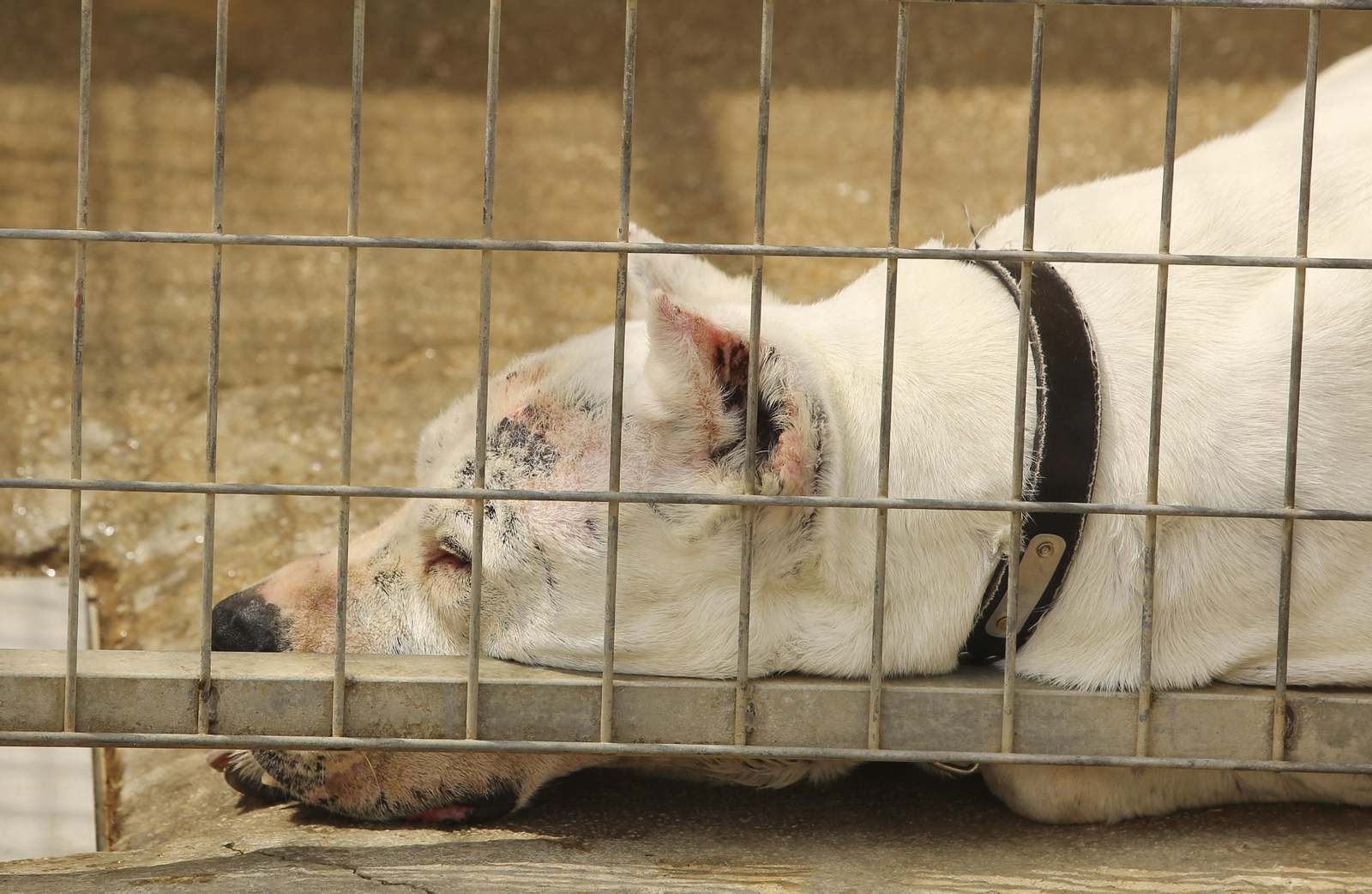 Las fotos de los animales de la Protectora de Málaga Las fotos de los animales de la Protectora de Málaga