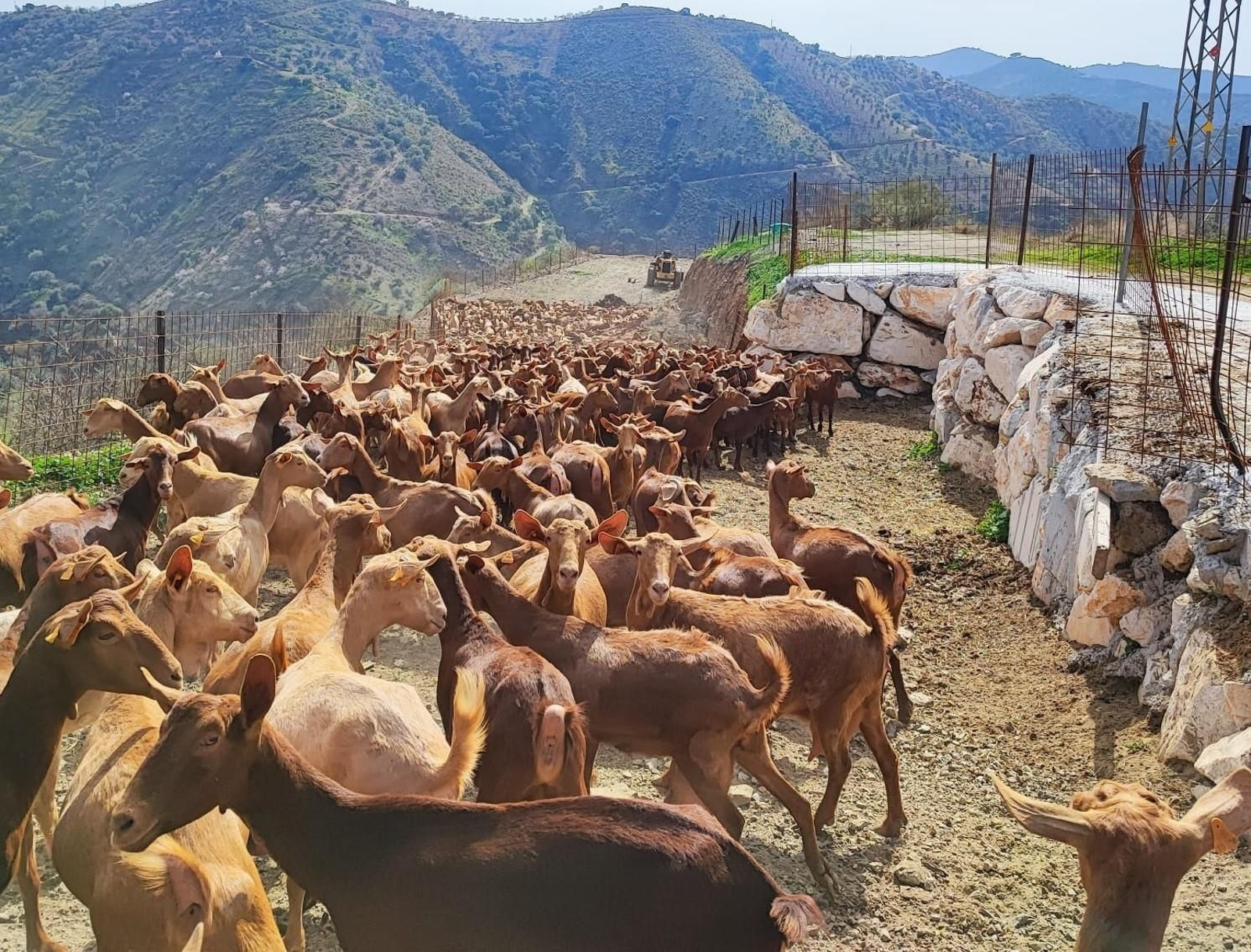 Un rebaño de cabras
