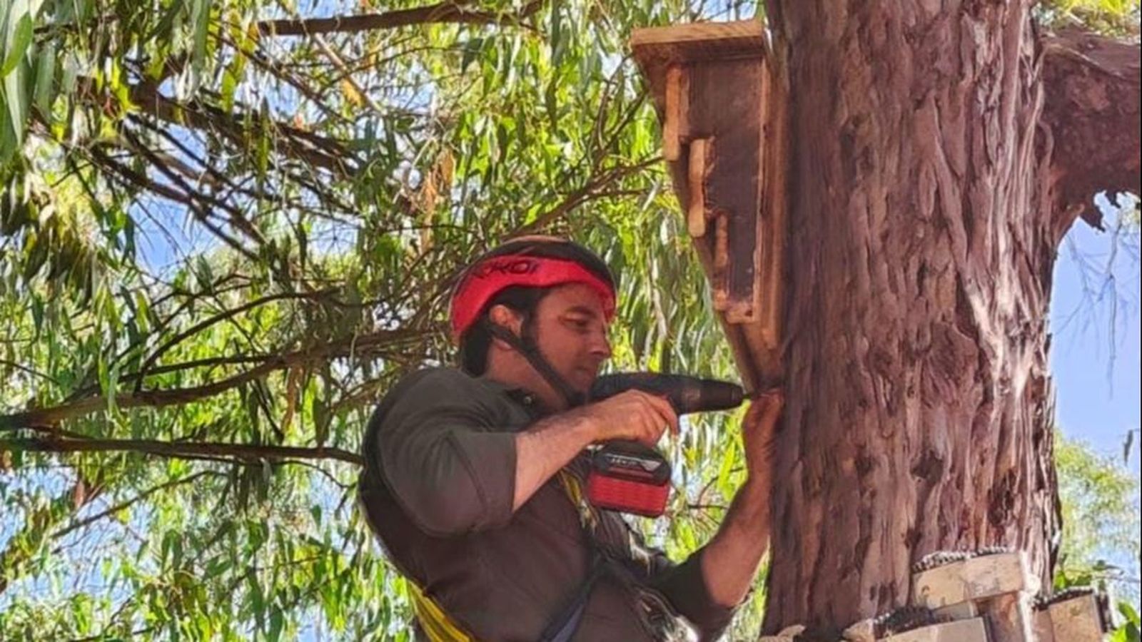 Pedro Yórquez colocando una de las cajas refugio para murciélagos.