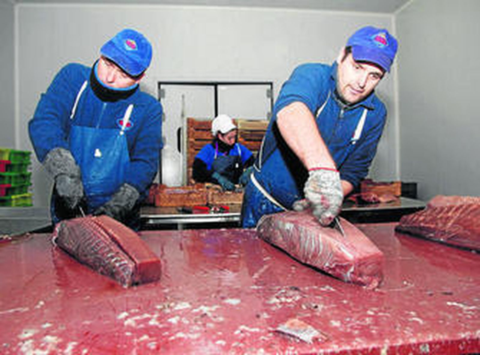 Despiece de los lomos de atún rojo para elaborar la mojama.