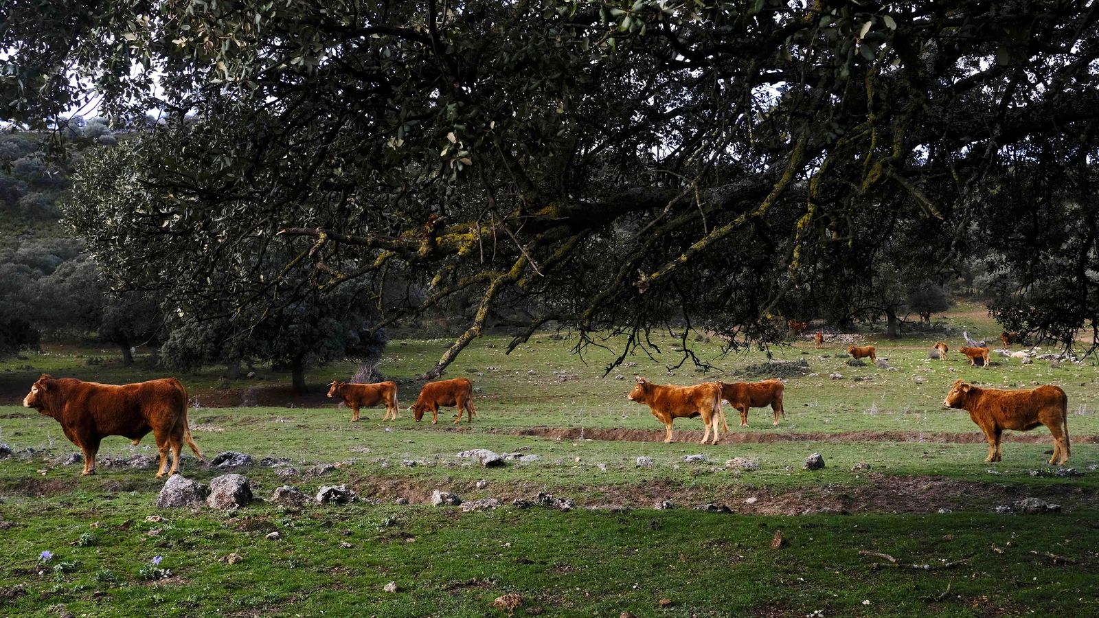 Vacas en la dehesa de la finca.