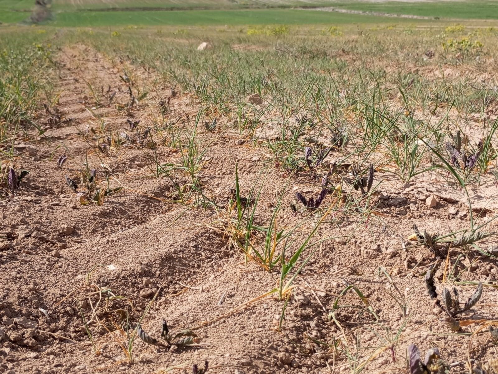 Así afecta la sequía a los herbáceos almerienses.