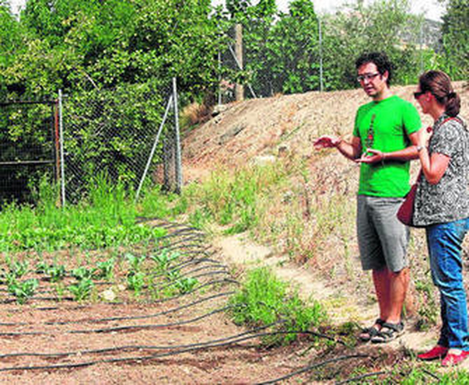 1. El coordinador de la Asociación Subbética Ecológica, Antonio Arroyo, explica a una familia cómo funciona el huerto ecológico y los distintos alimentos que se producen. 2. Rosario López recarga las cestas ecológicas para su reparto semanalmente a los distintos consumidores. 3. Varias cajas de productos ecológicos recién cogidas de la huerta para ser distribuidas en las cestas. Entre ellas el pan ecológico. 4. Detalle de una cesta de berenjenas ecológicas cogidas del huerto.