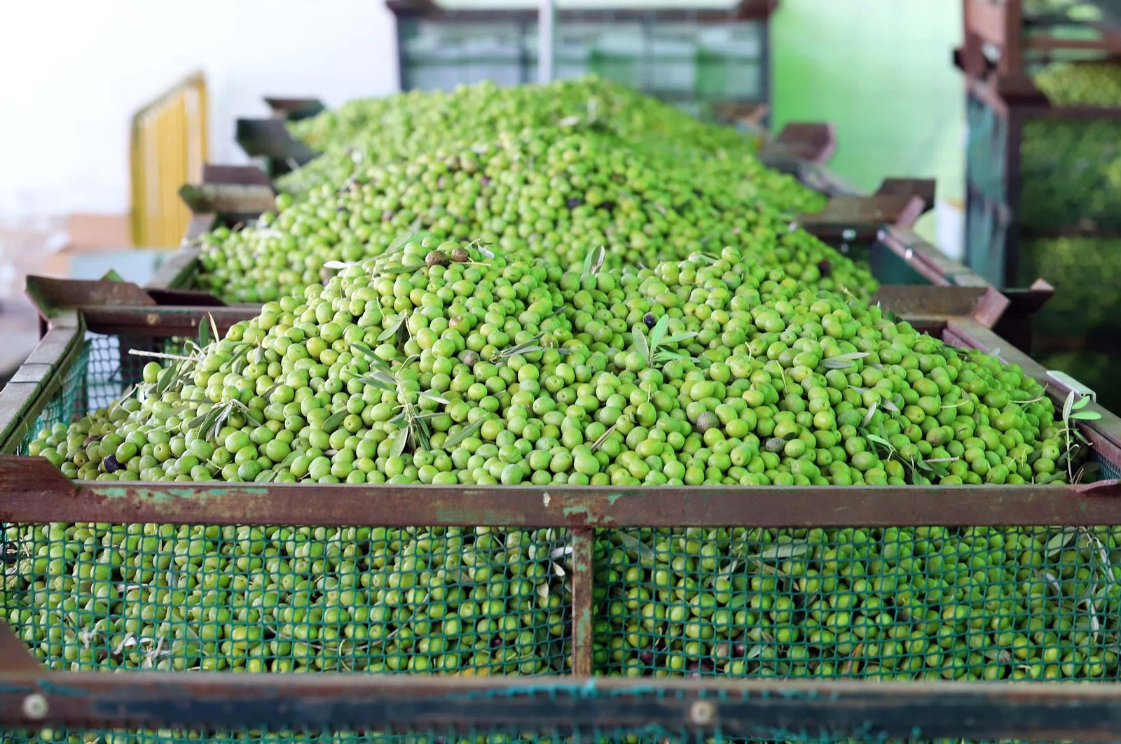 Aceitunas en una cooperativa.