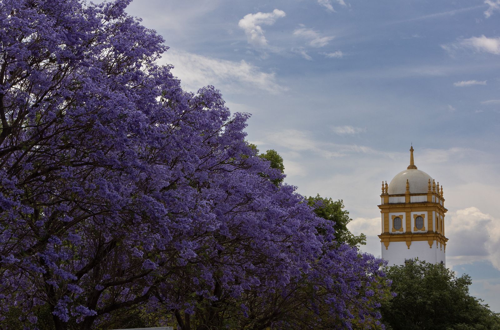 Las jacarandas vuelven a teñir de morado Sevilla