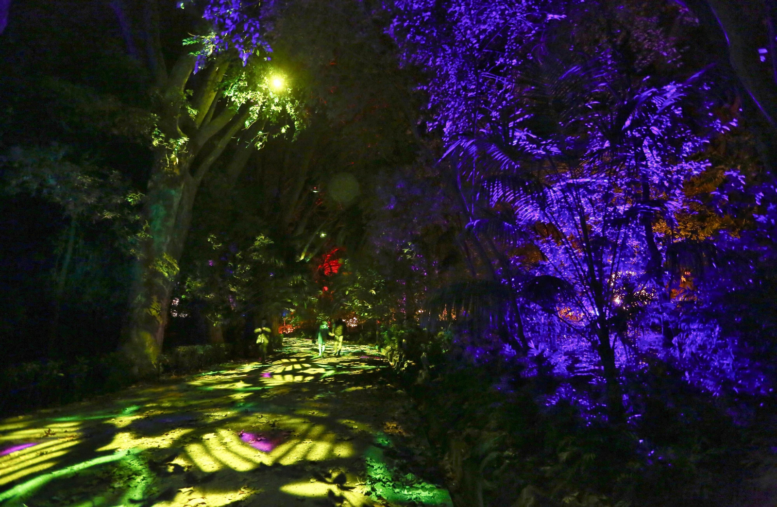Las luces del Jardín Botánico de Málaga, en fotos