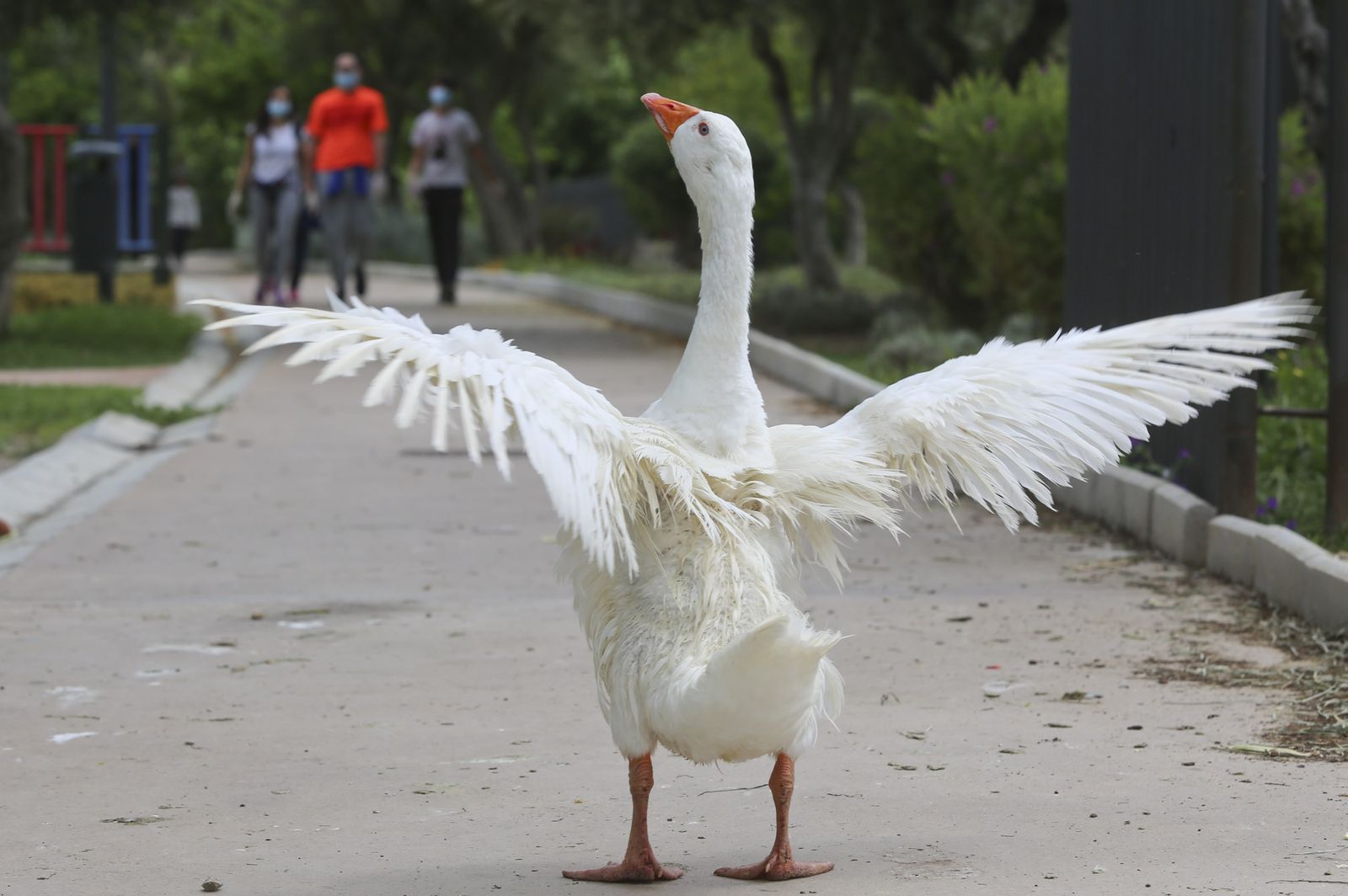 Una oca extiende sus alas en uno de los caminos peatonales de la Laguna de la Barrera.