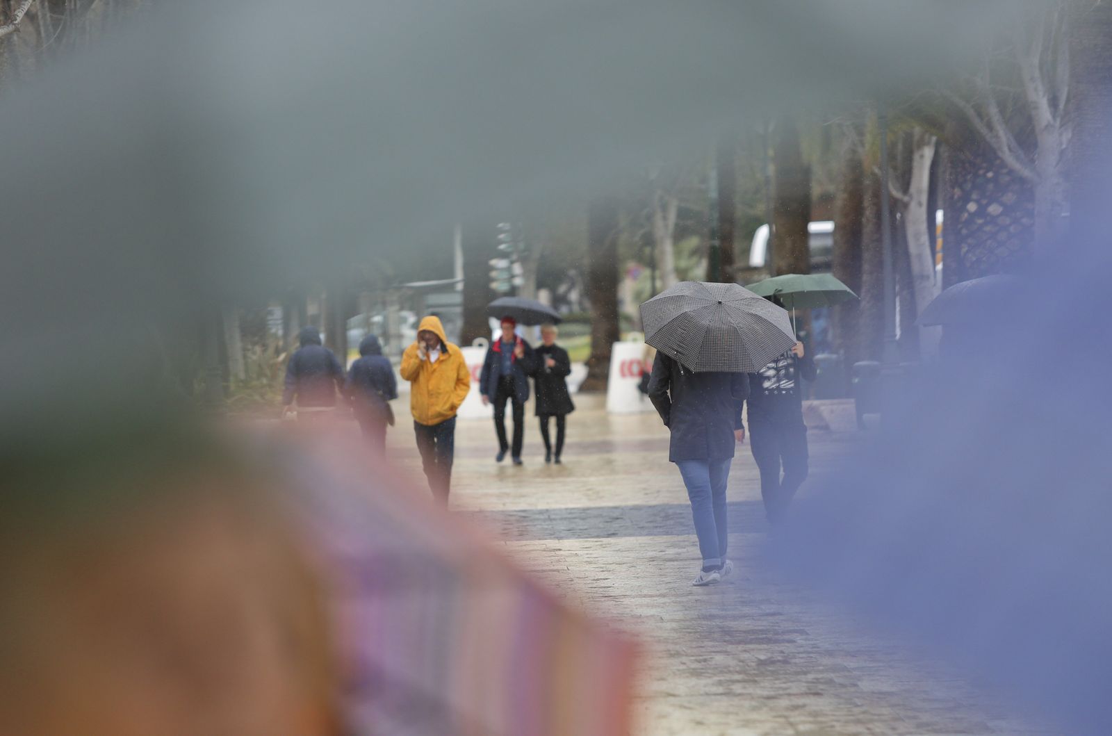Imagen tomada este mes en el Paseo del Parque de Málaga.