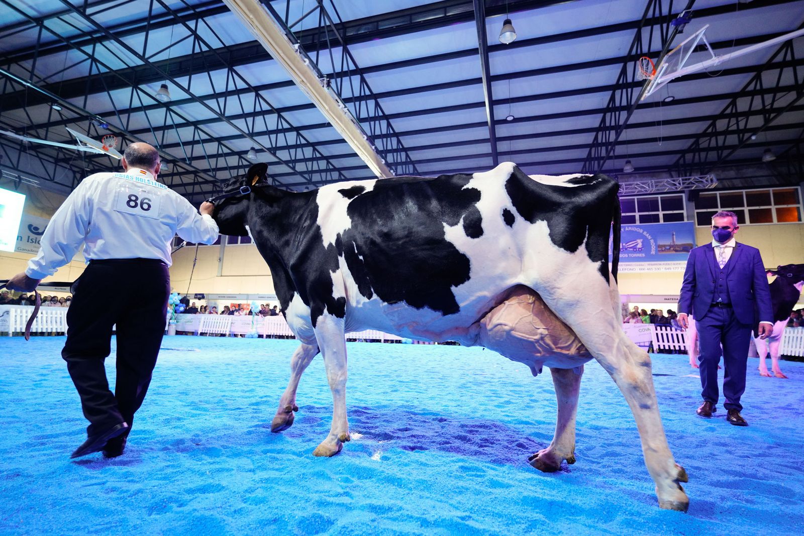 La elección de la Vaca Gran Campeona de Dos Torres, en fotografías