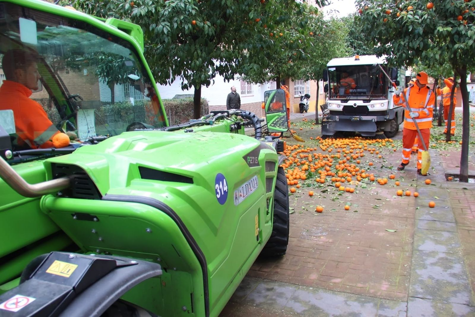 Operarios de Sadeco trabajan en la recogida de la naranja
