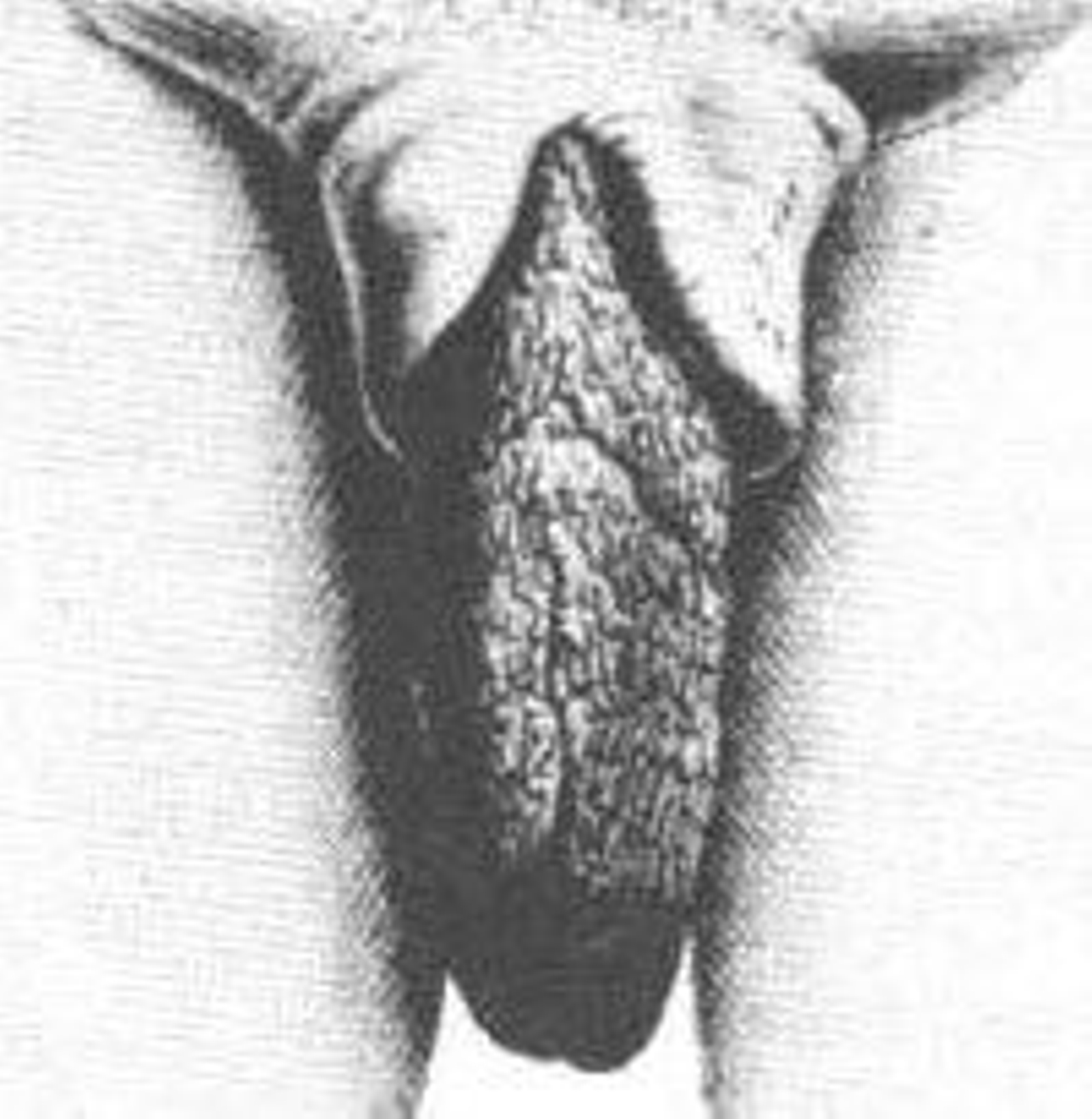 Gukuna imishino: La practica africana ritual de alargamiento de los labios vaginales