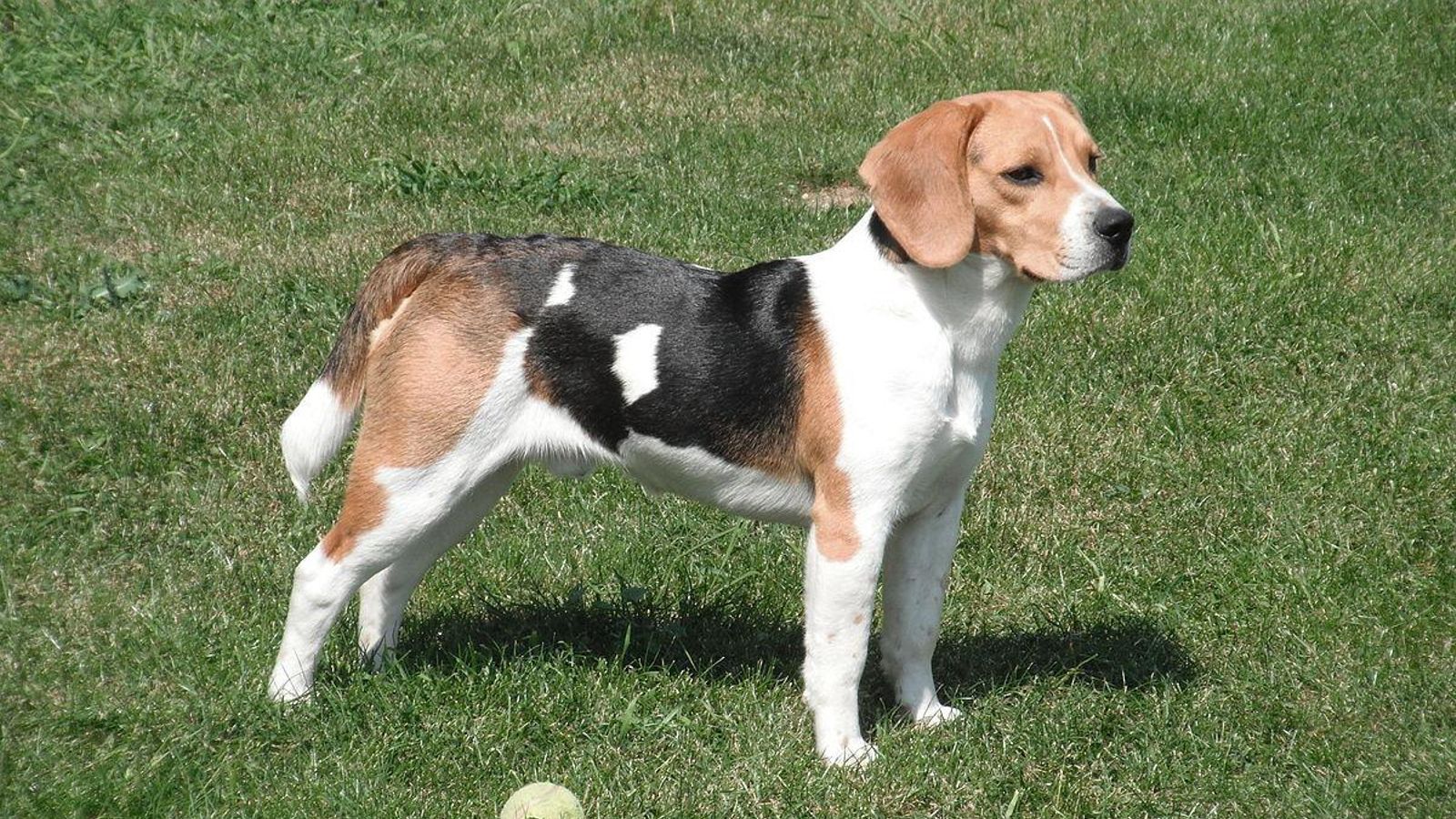 beagle