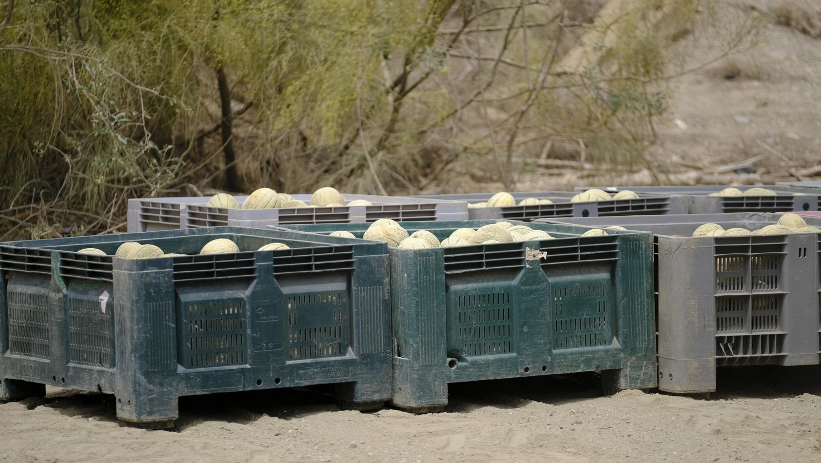 La sandía y el melón de Huércal Overa, manjares en imágenes