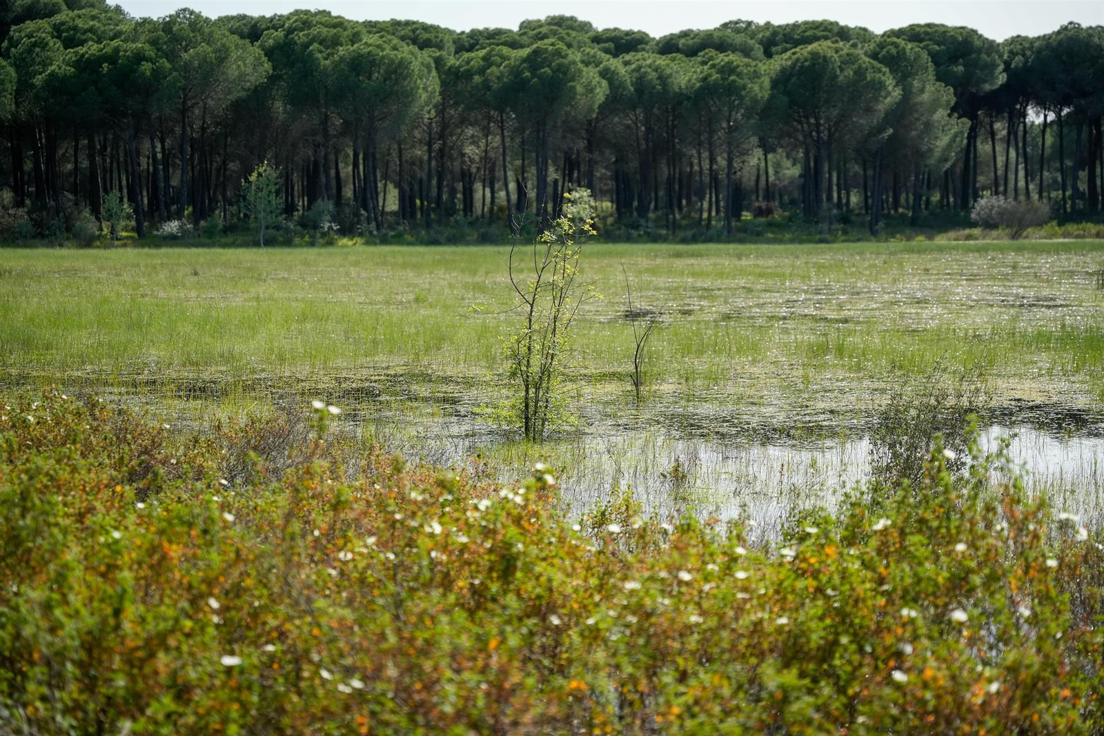 Marisma del Coto de Doñana.