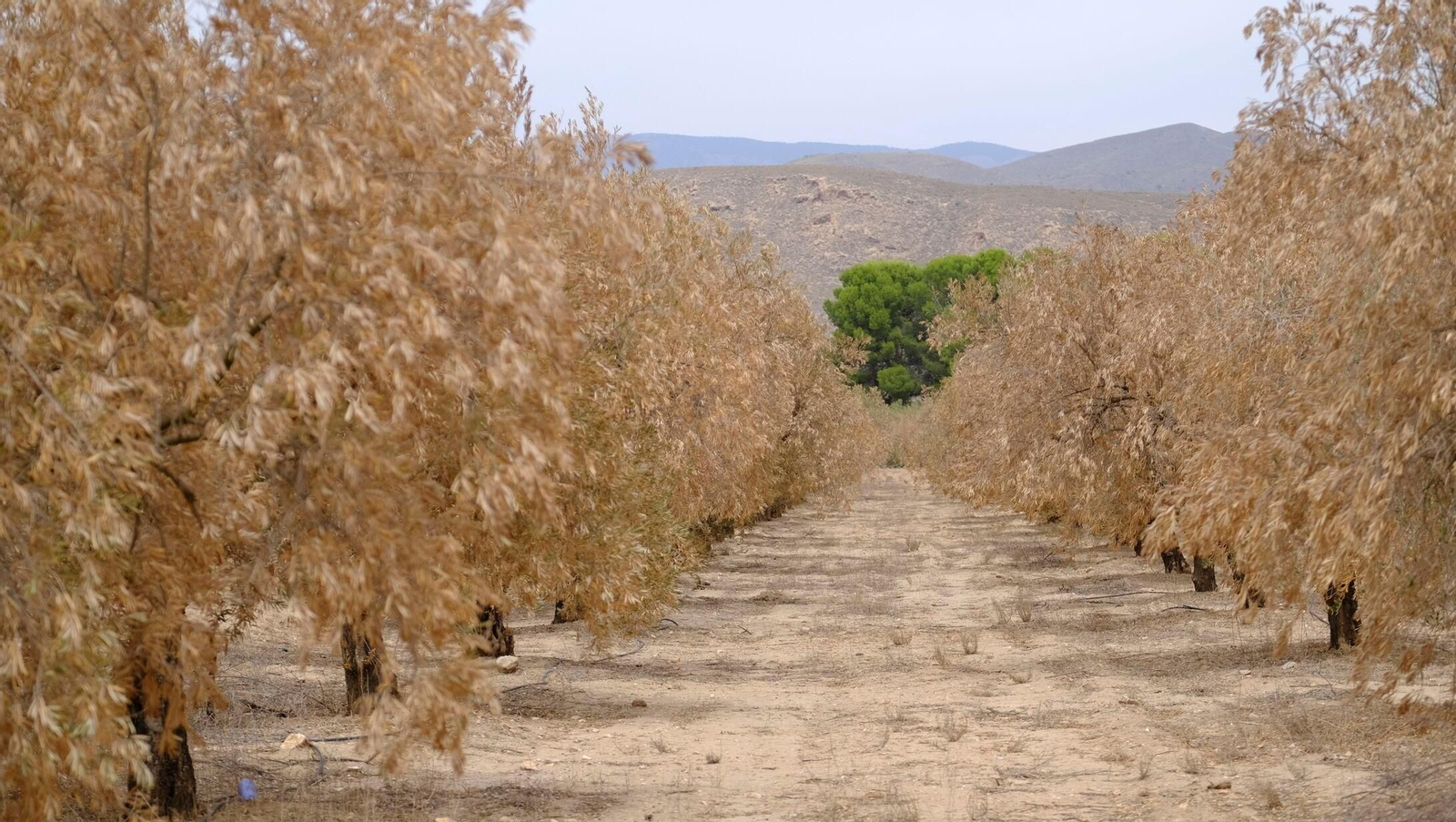FINANZAS-ECONOMÍA-AGRI (8410037).jpg