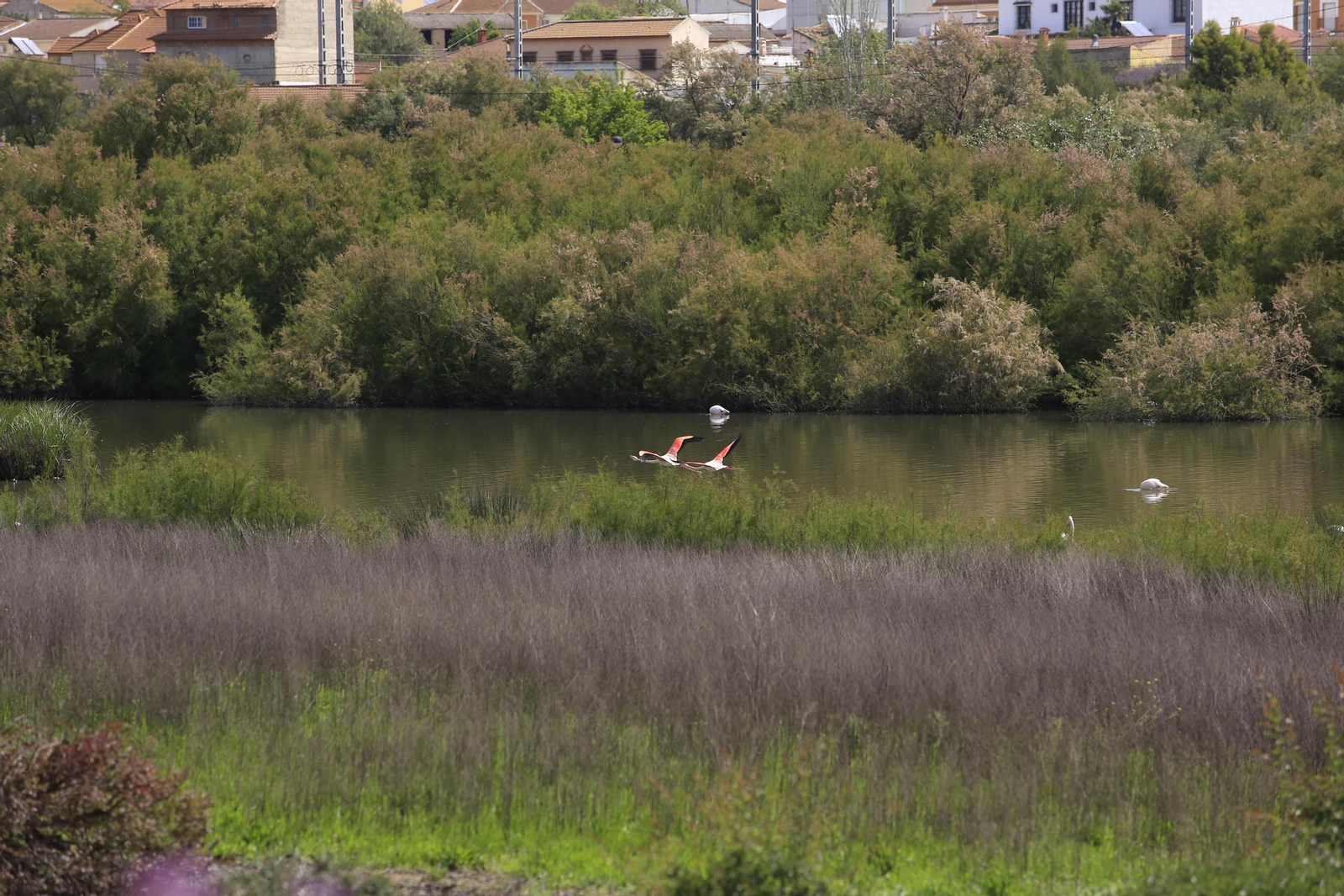 Los flamencos en la Laguna de Fuente de Piedra, en fotos