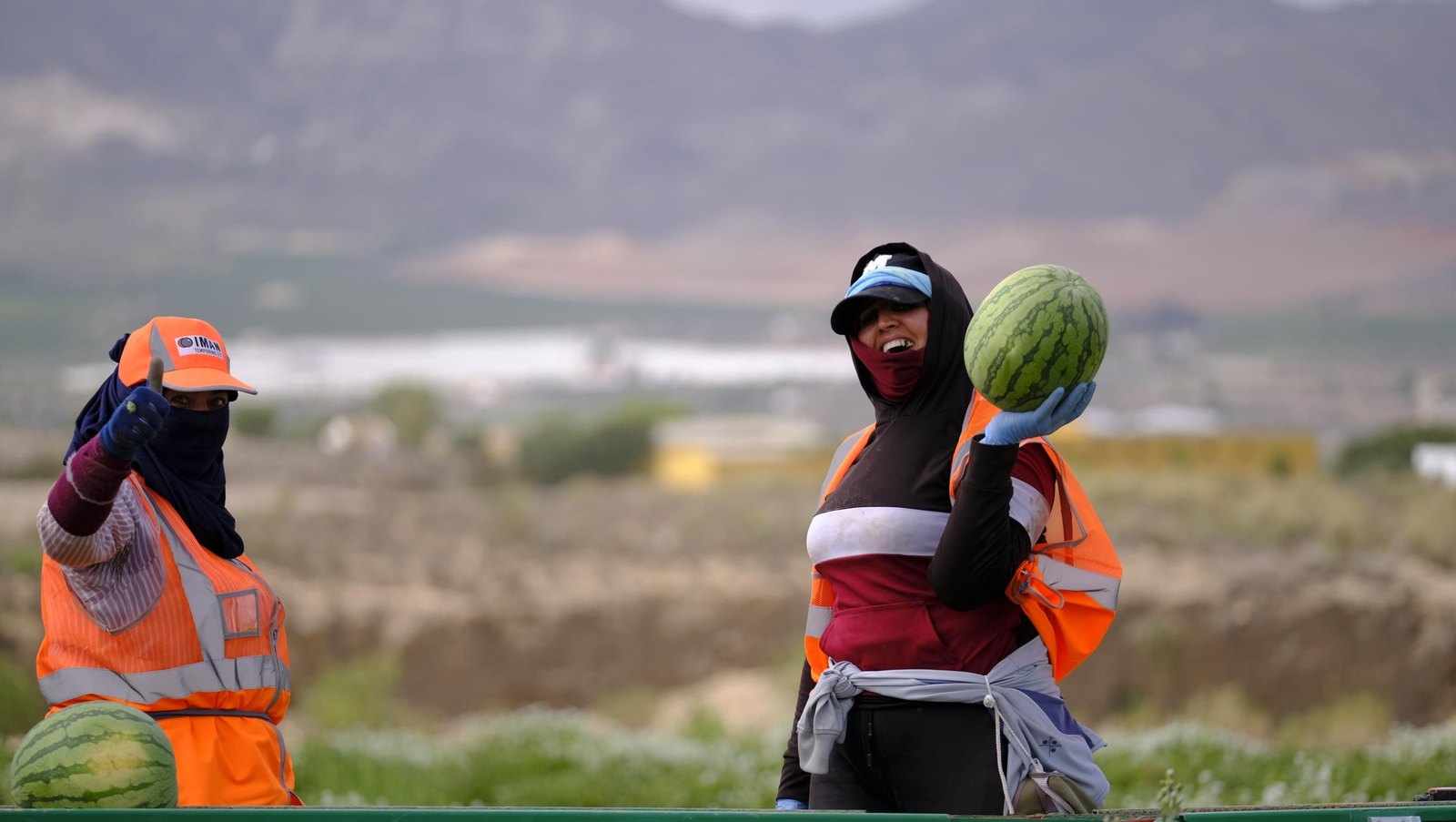 La sandía y el melón de Huércal Overa, manjares en imágenes