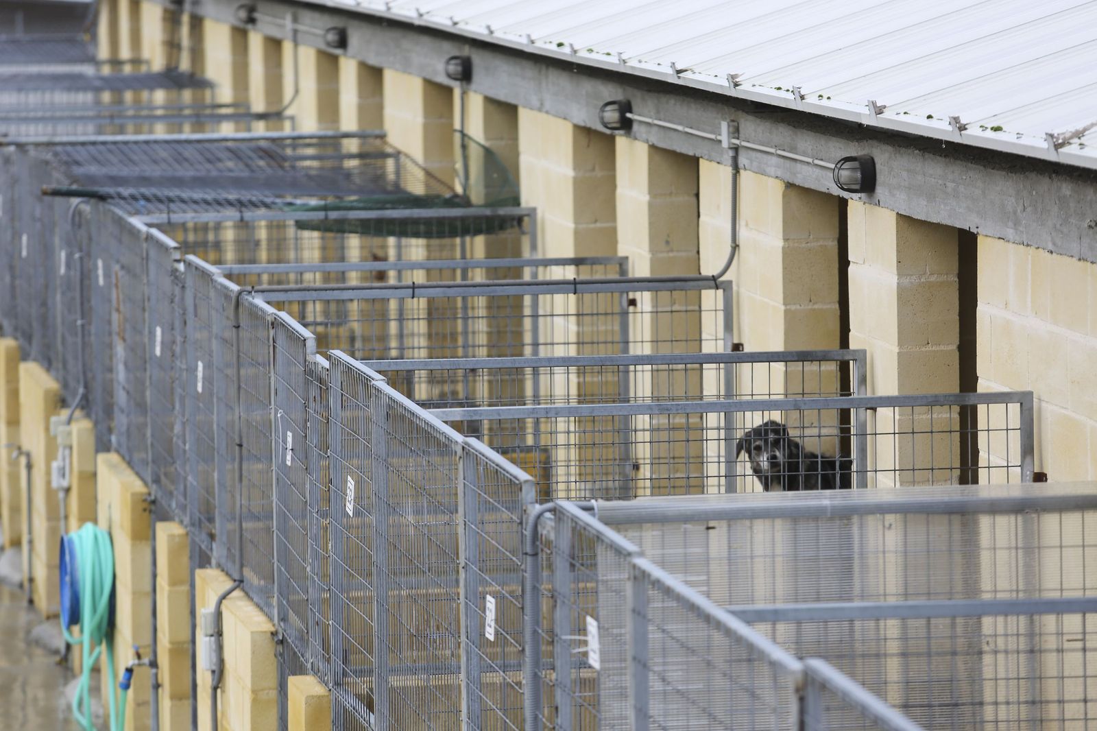 Perros en una protectora.