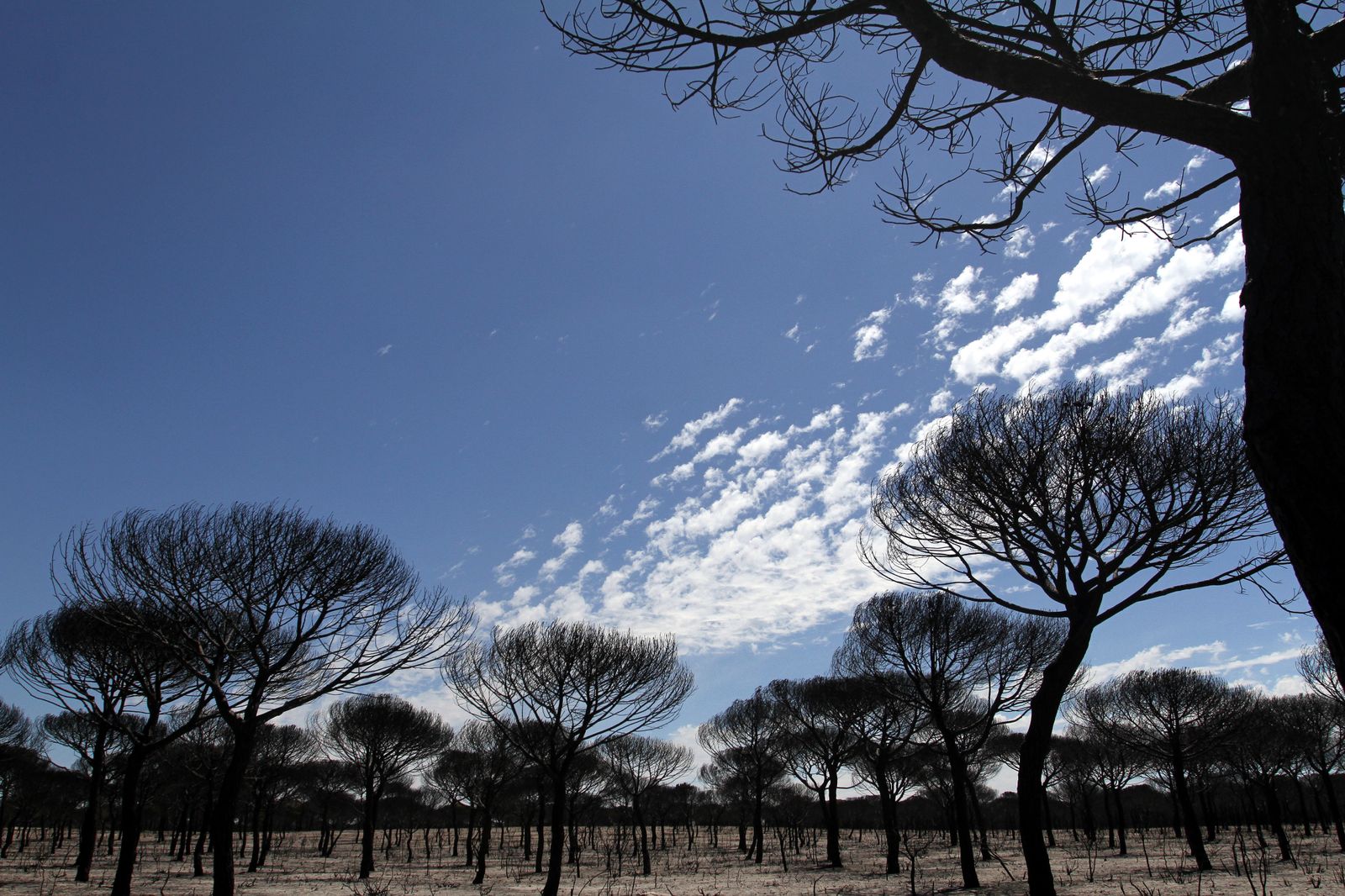 Imágenes de las consecuencias del incendio de Moguer
