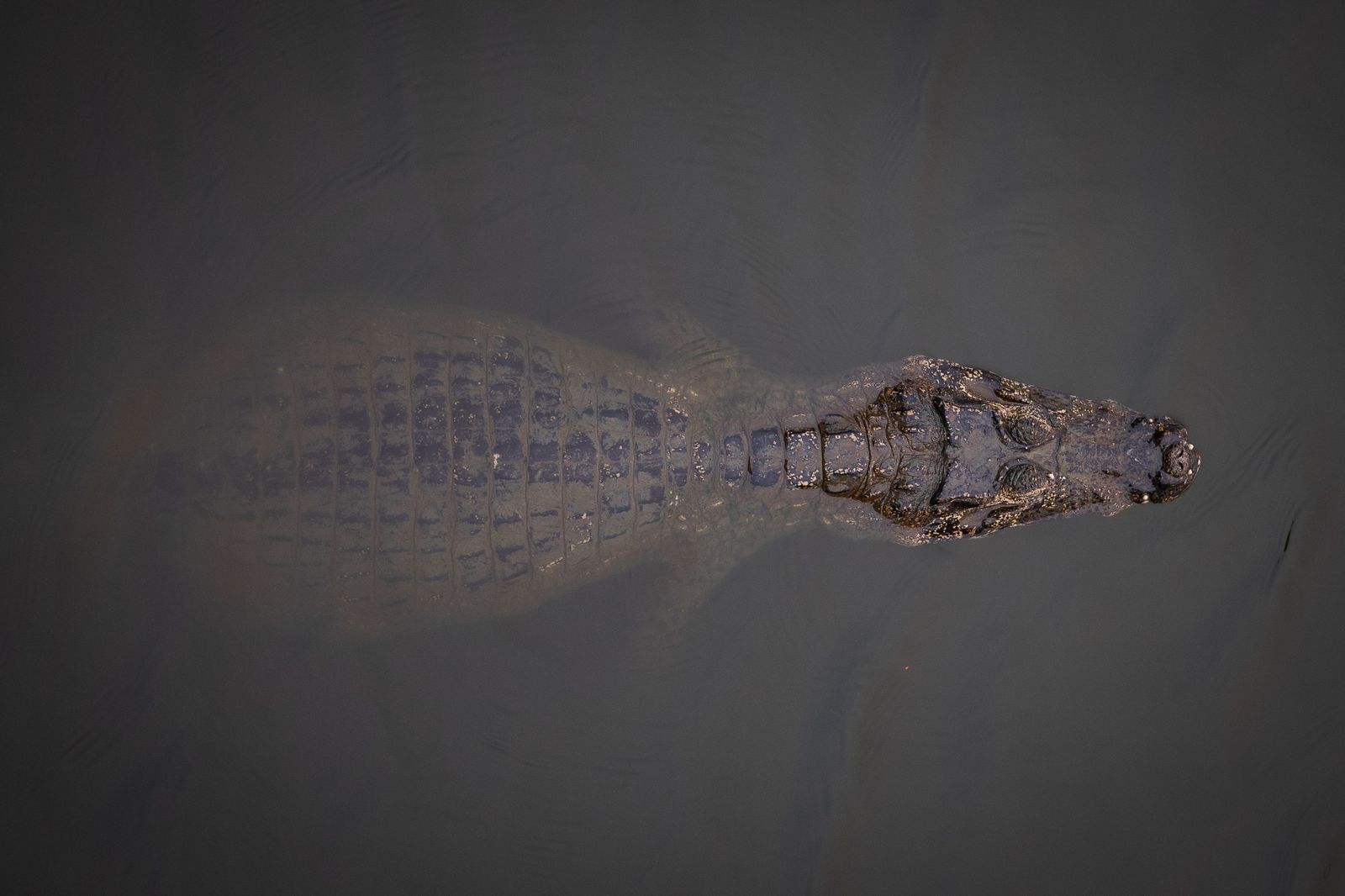 Las llamas convierten en una tumba al aire libre El Pantanal en Brasil