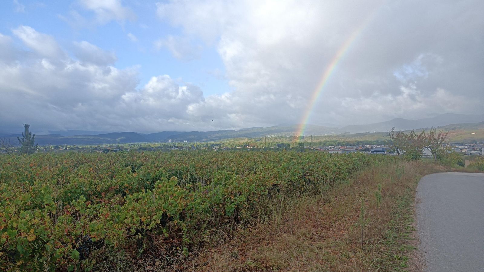 Entre vides, nos acercamos a Cacabelos.