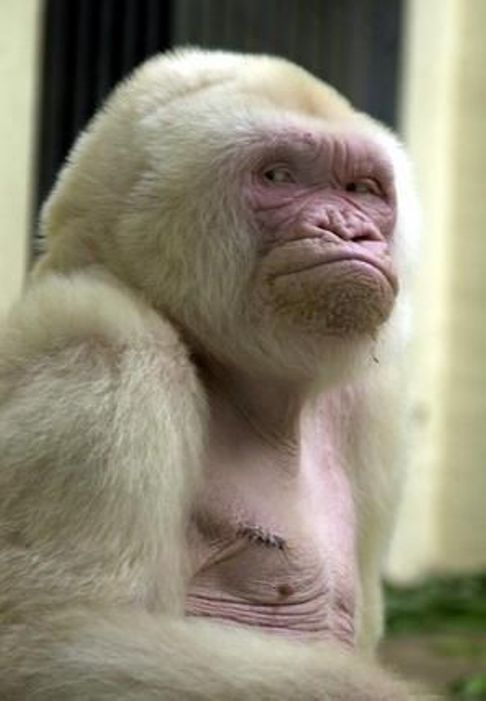 La endogamia provocó el albinismo de 'Copito de Nieve'