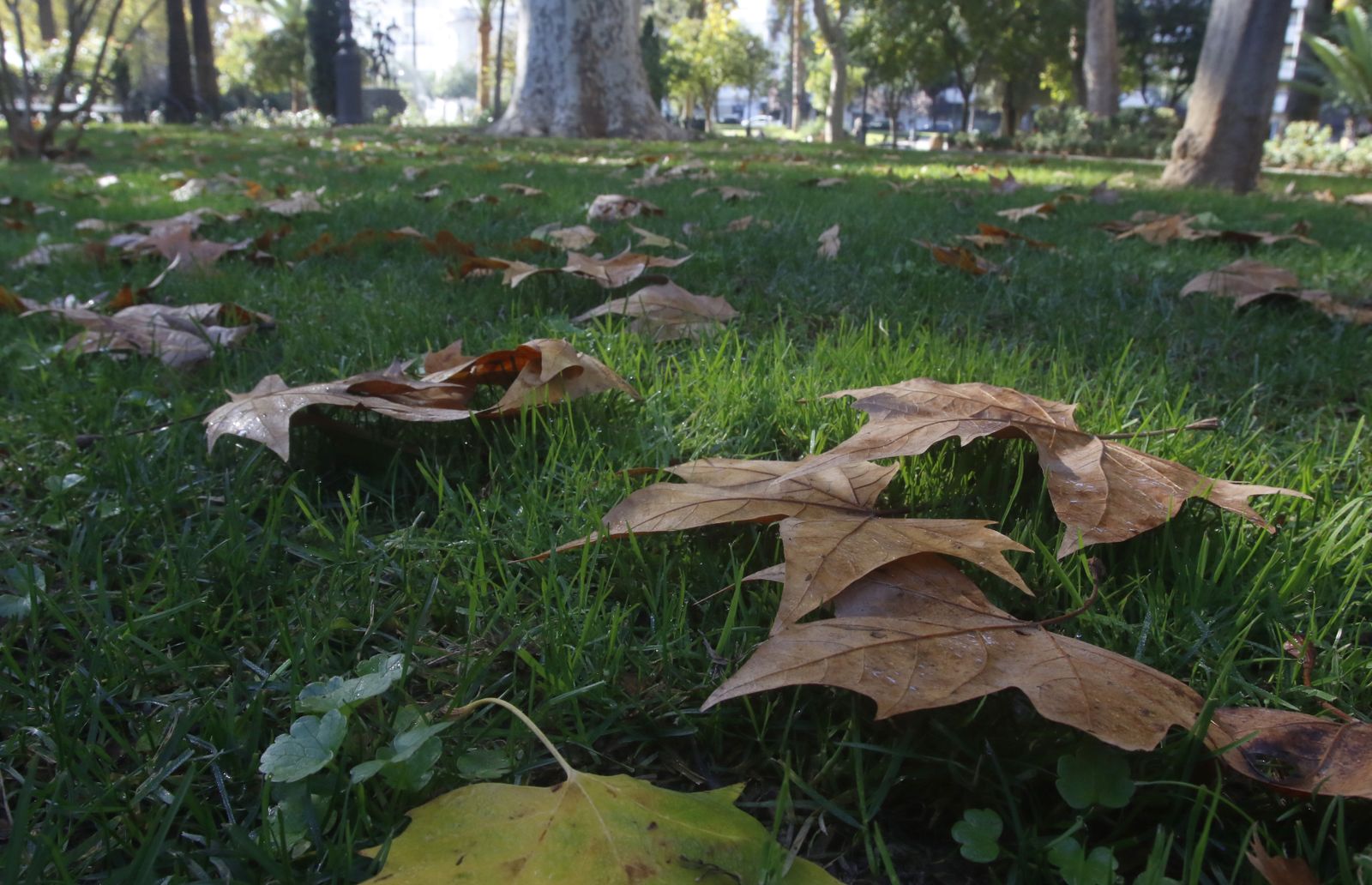 El otoño en Córdoba, en fotografías