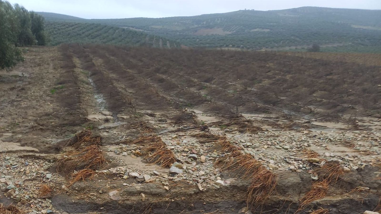 Una plantación de espárrago afectada por el temporal