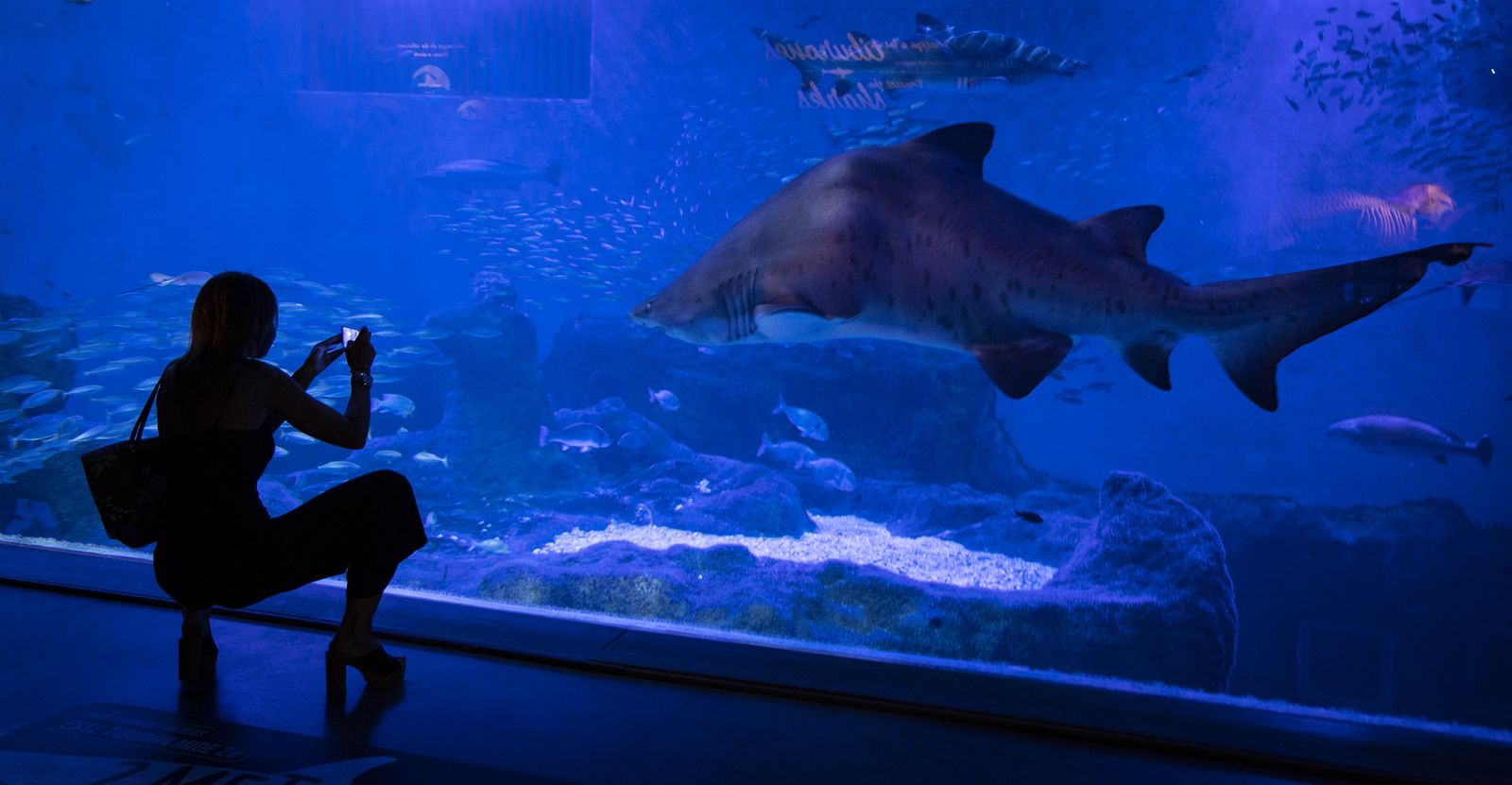La reapertura del acuario de Sevilla, en imágenes