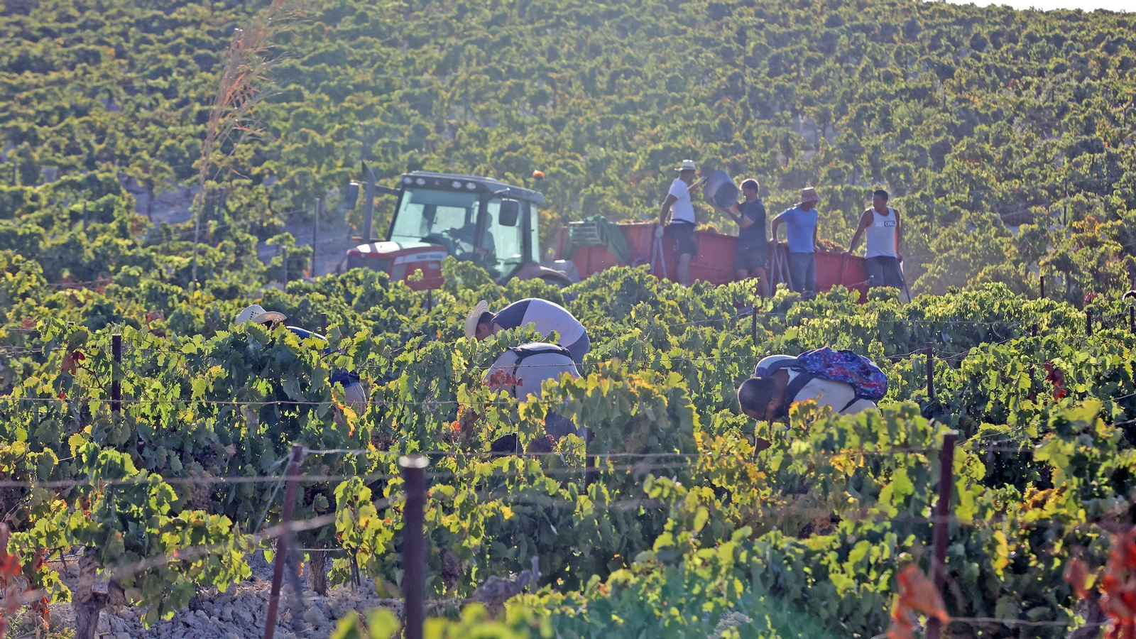 Vendimia a mano en la Viña El Caribe en Jerez